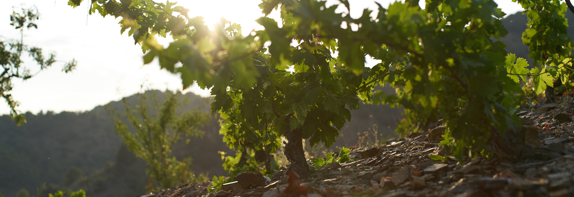 Mas de la Rosa (DOQ Priorat)