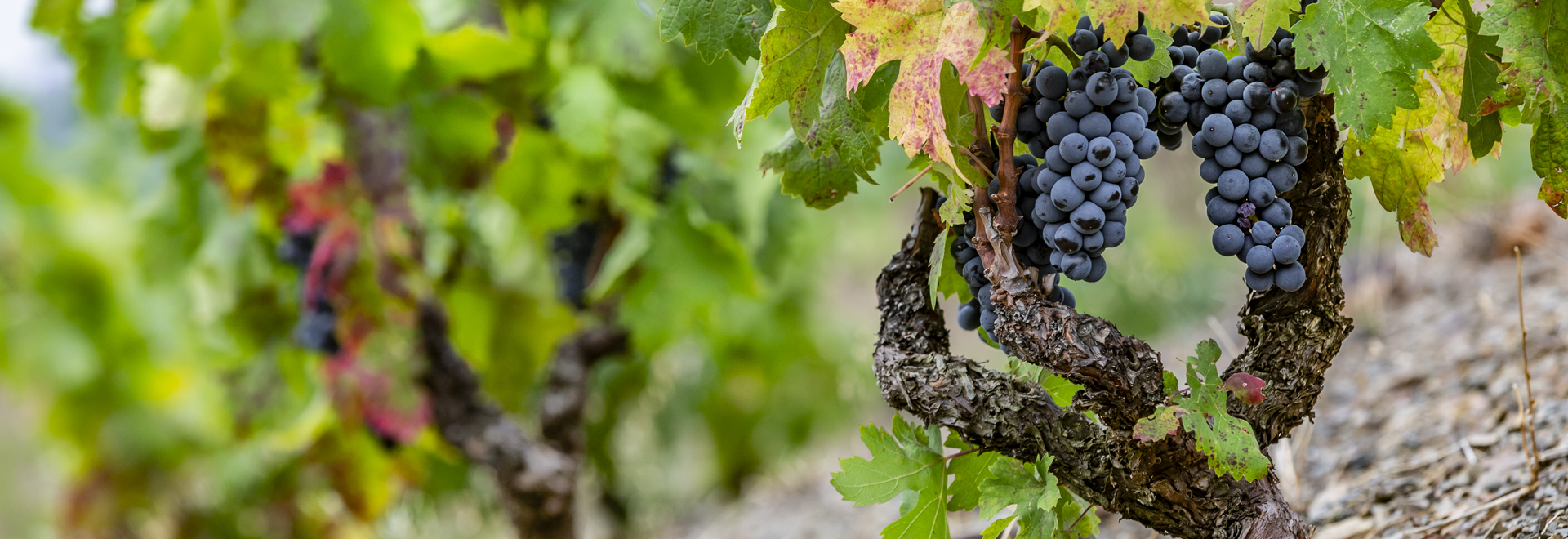 Mas de la Rosa (DOQ Priorat)