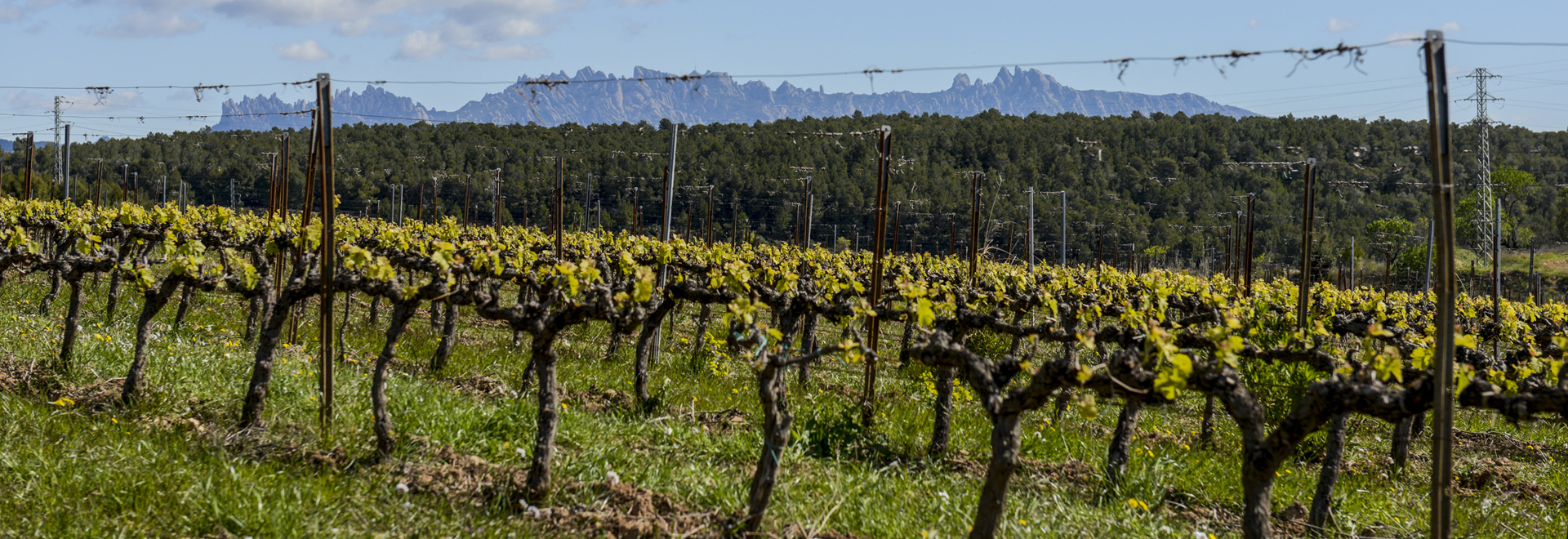 Reserva Real (DO Penedès)