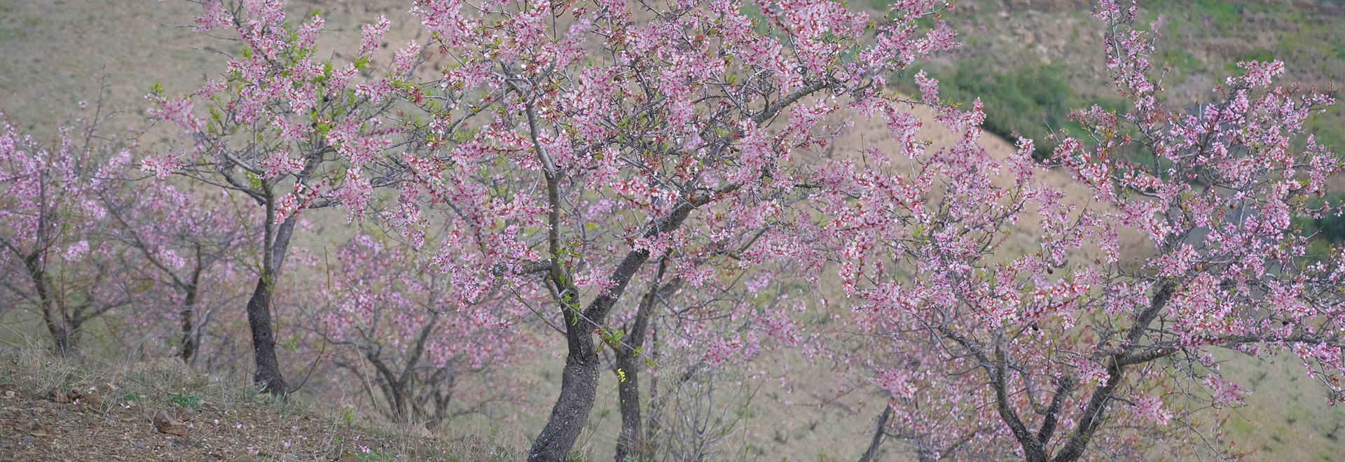 Secret del Priorat