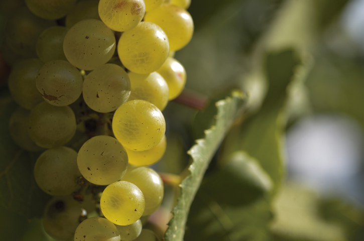 Uvas Chardonnay