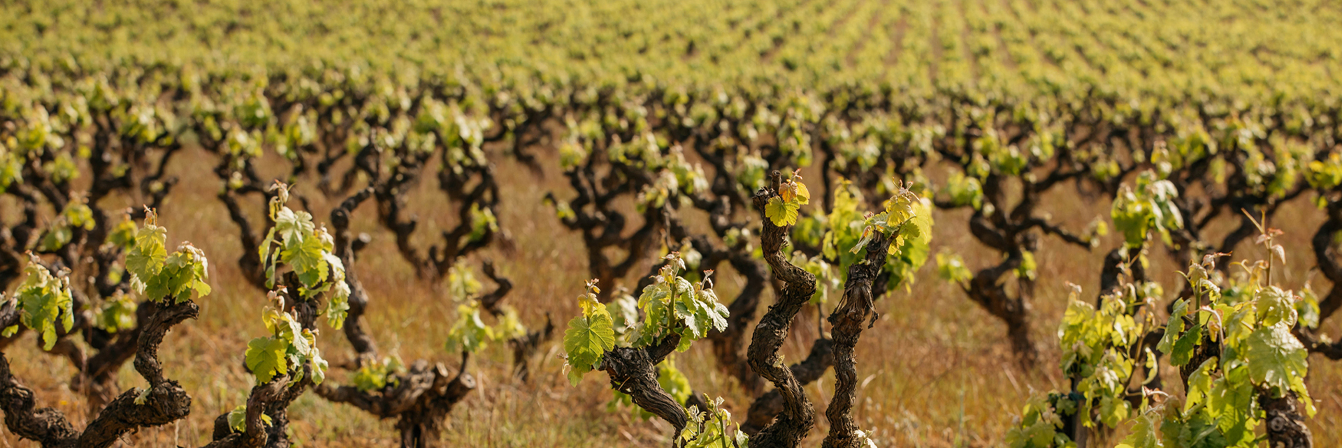 Viñedos y bodegas