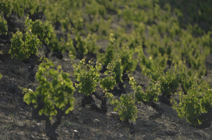 Viñedos. Denominación de origen