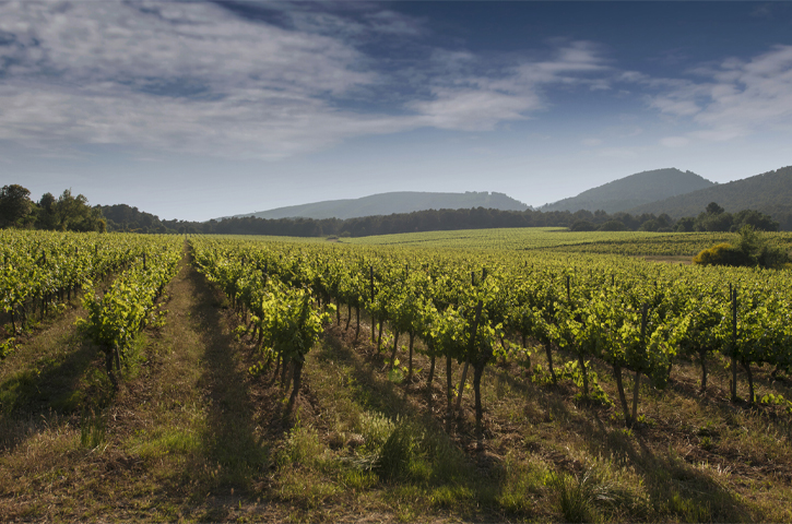 Fincas. Viñedo en floración