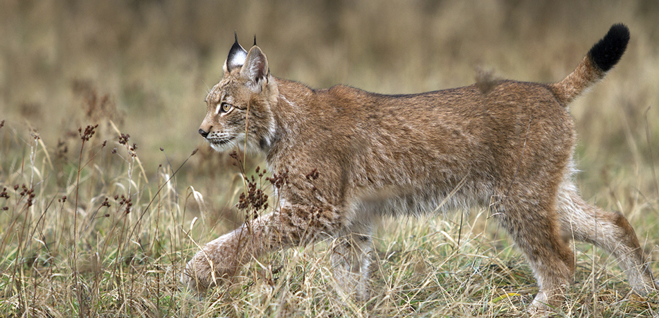 Ejemplar de lince ibérico en el campo
