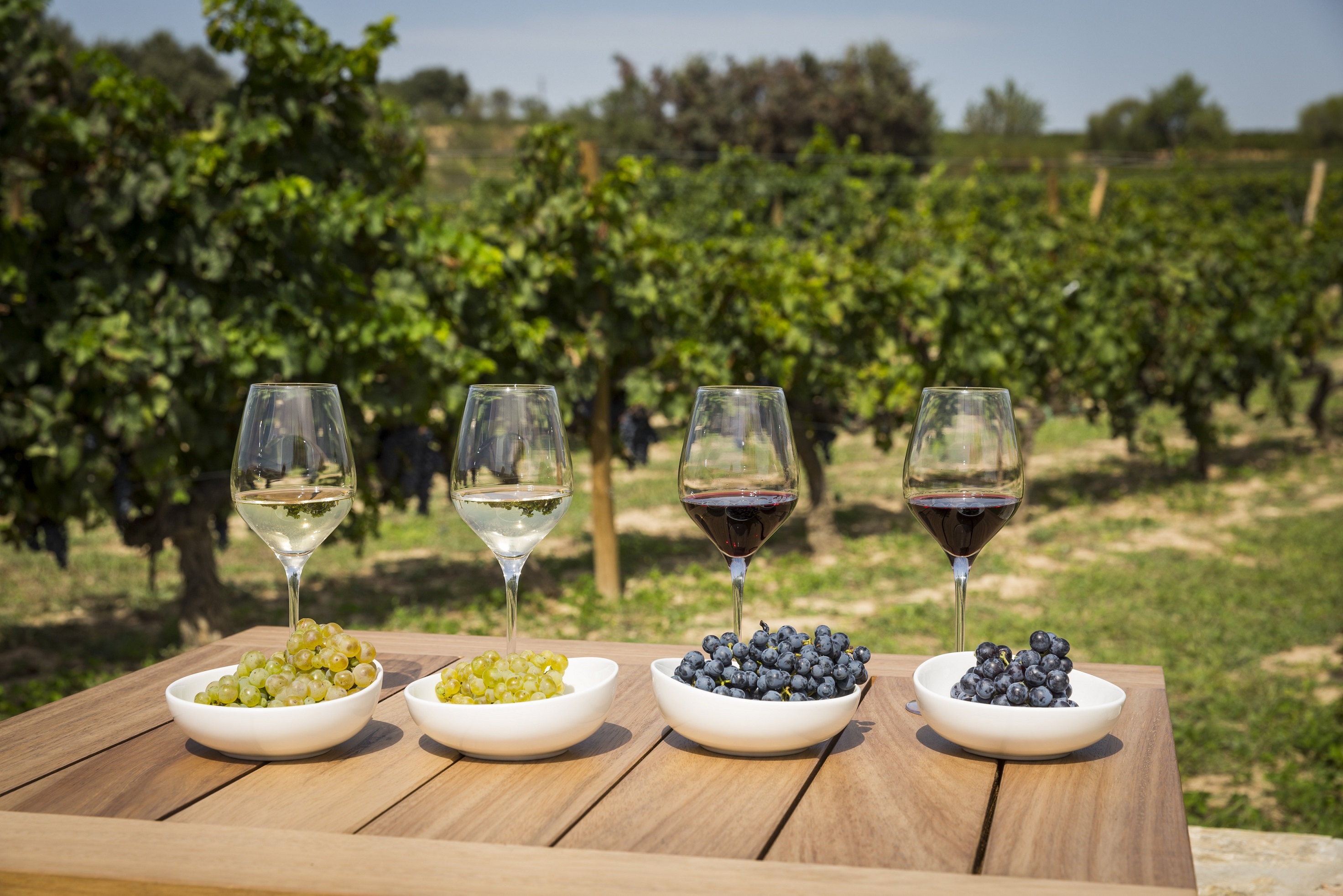 Experiencias vendimia