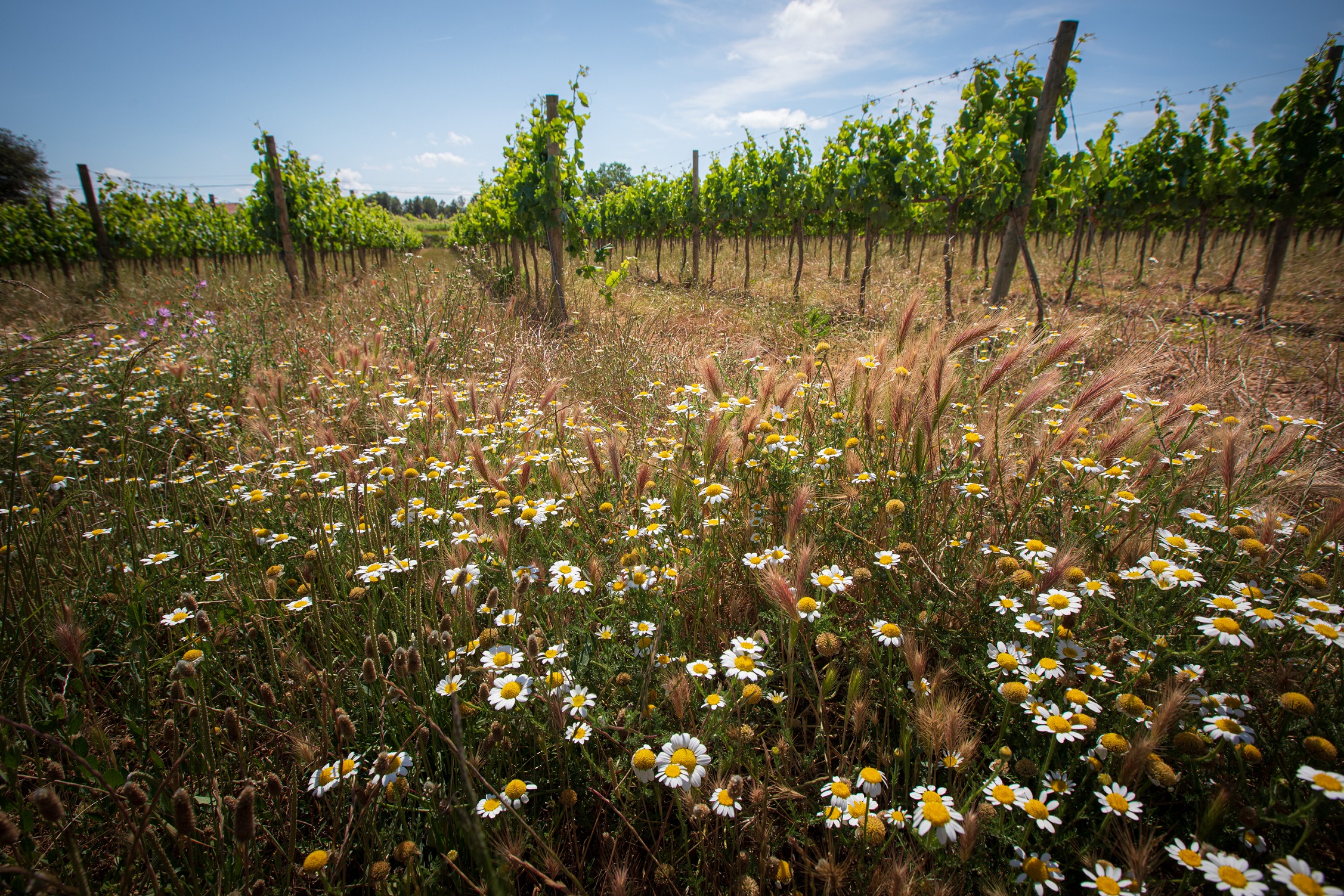 viñedo viticultura regenerativa