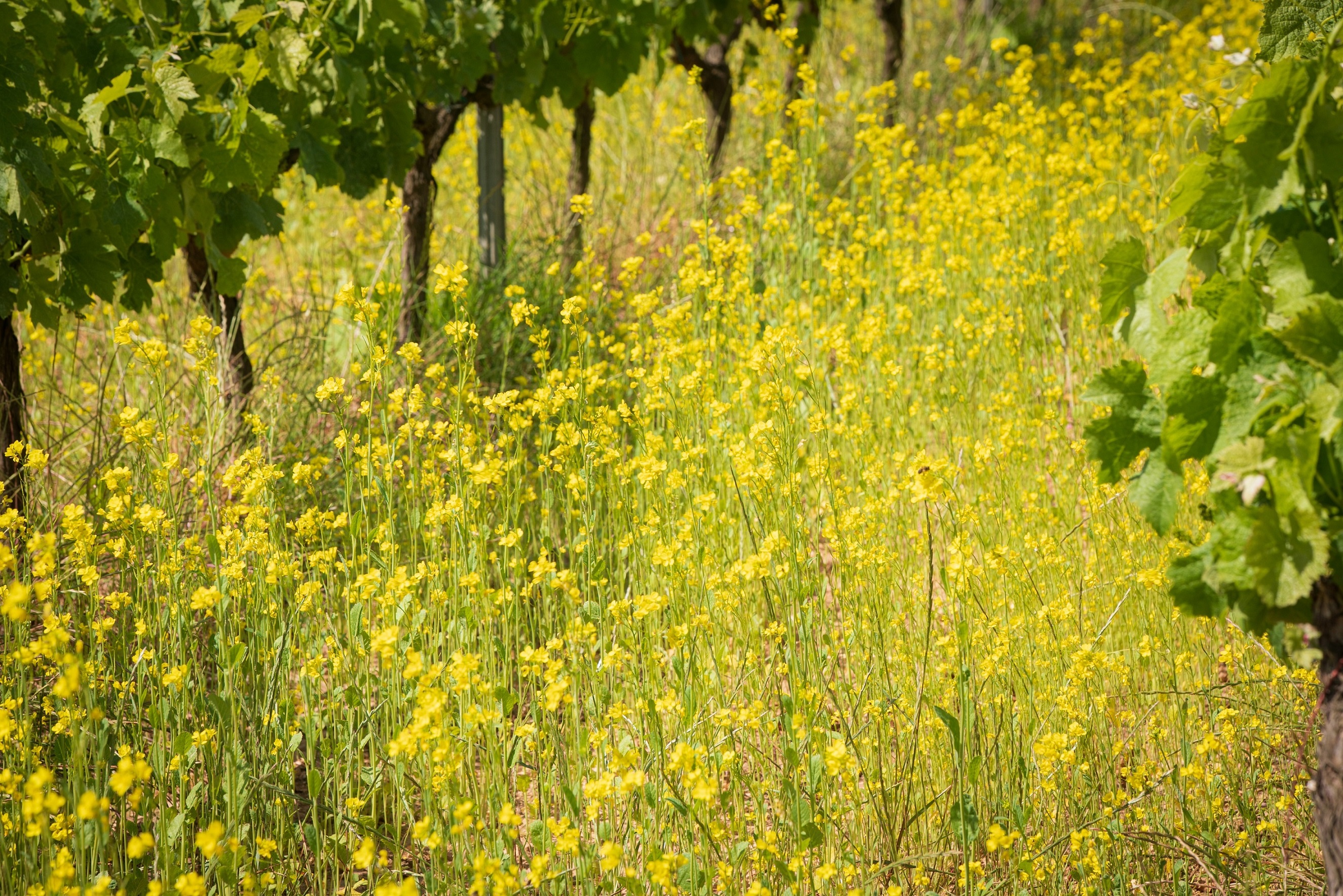 Viñedo viticultura regenerativa