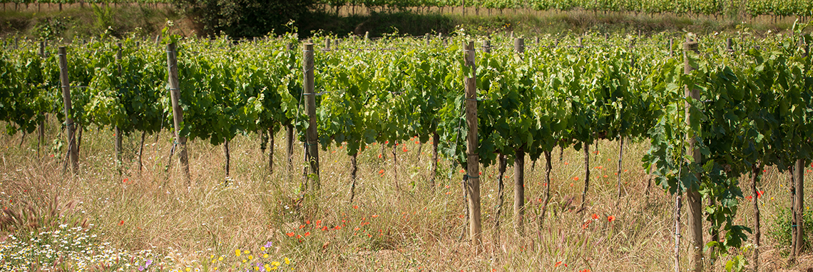cultivar la tierra