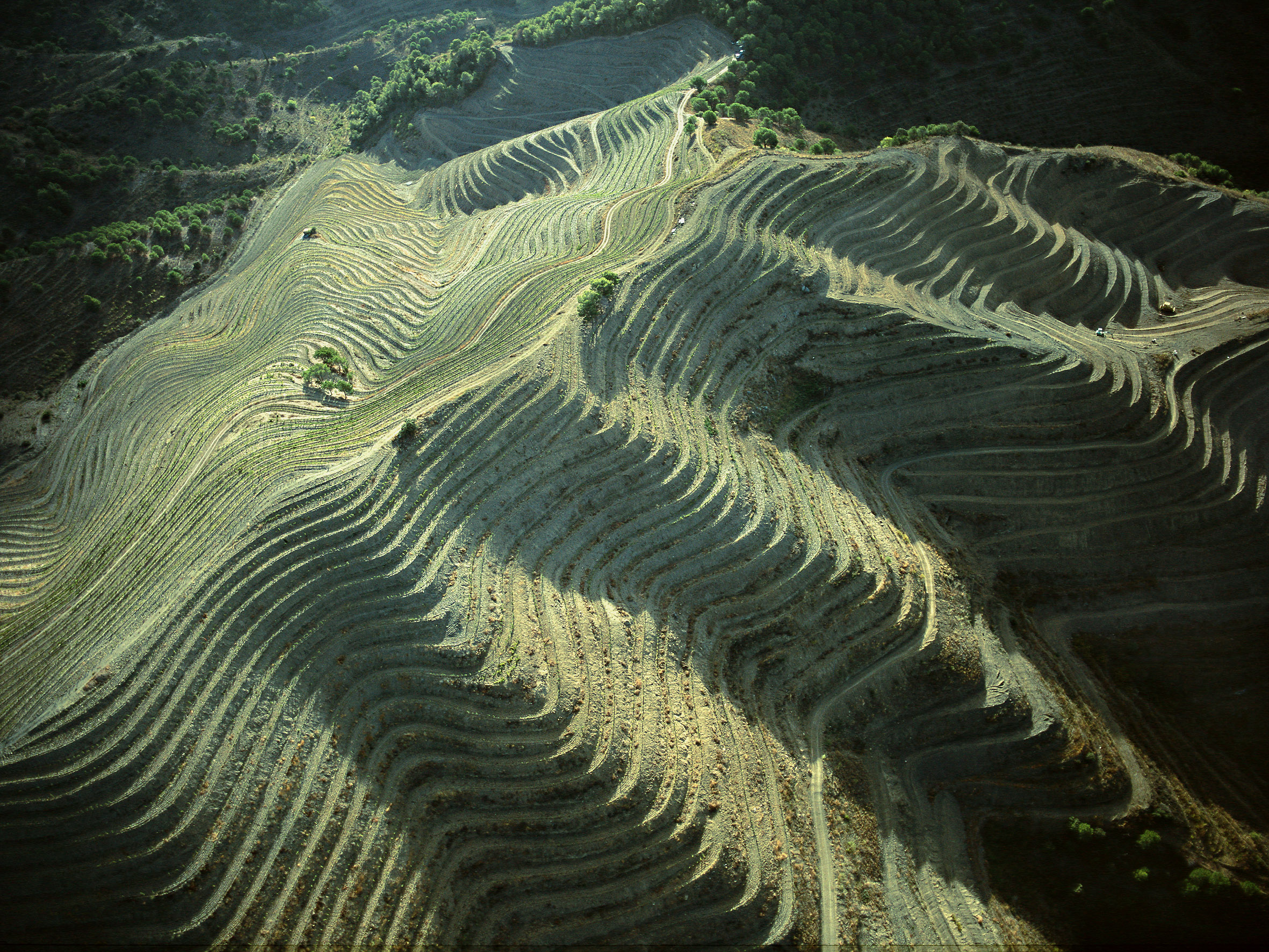 La Giberga vineyard