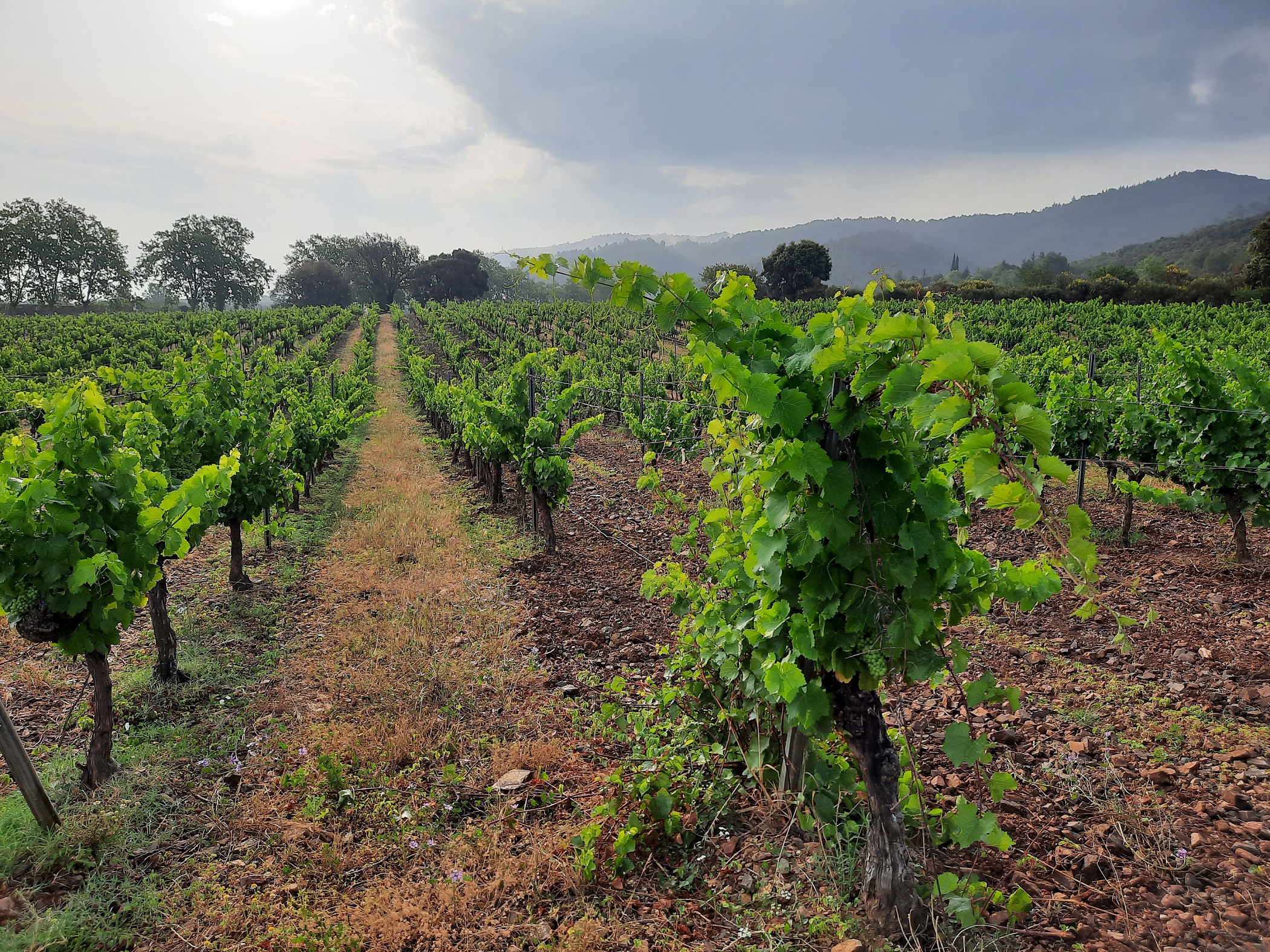 FAMILIA TORRES-Finca Muralles