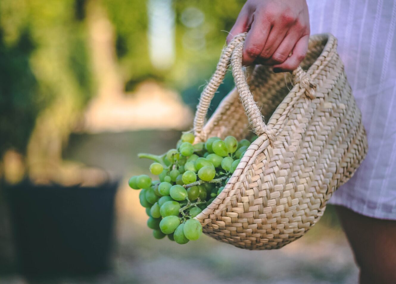 Imagen de una cesta con uvas