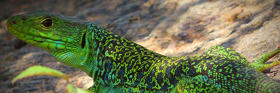 El espectacular lagarto ocelado