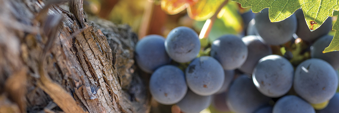 cabernet