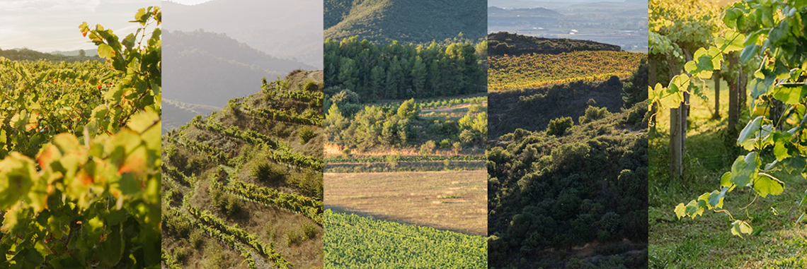 Paisaje de los viñedos de Familia Torres, en la DOCa Rioja
