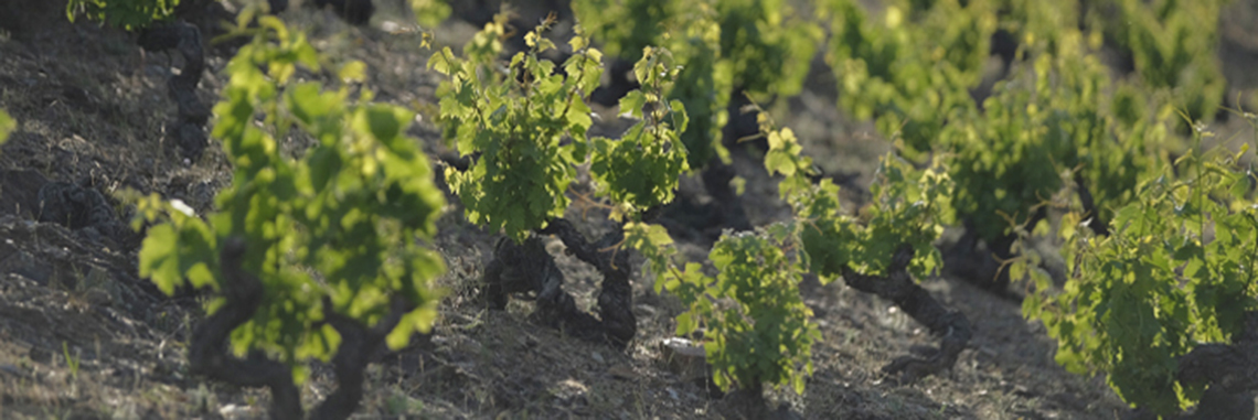 https://www.torres.es/vinos/familia-torres