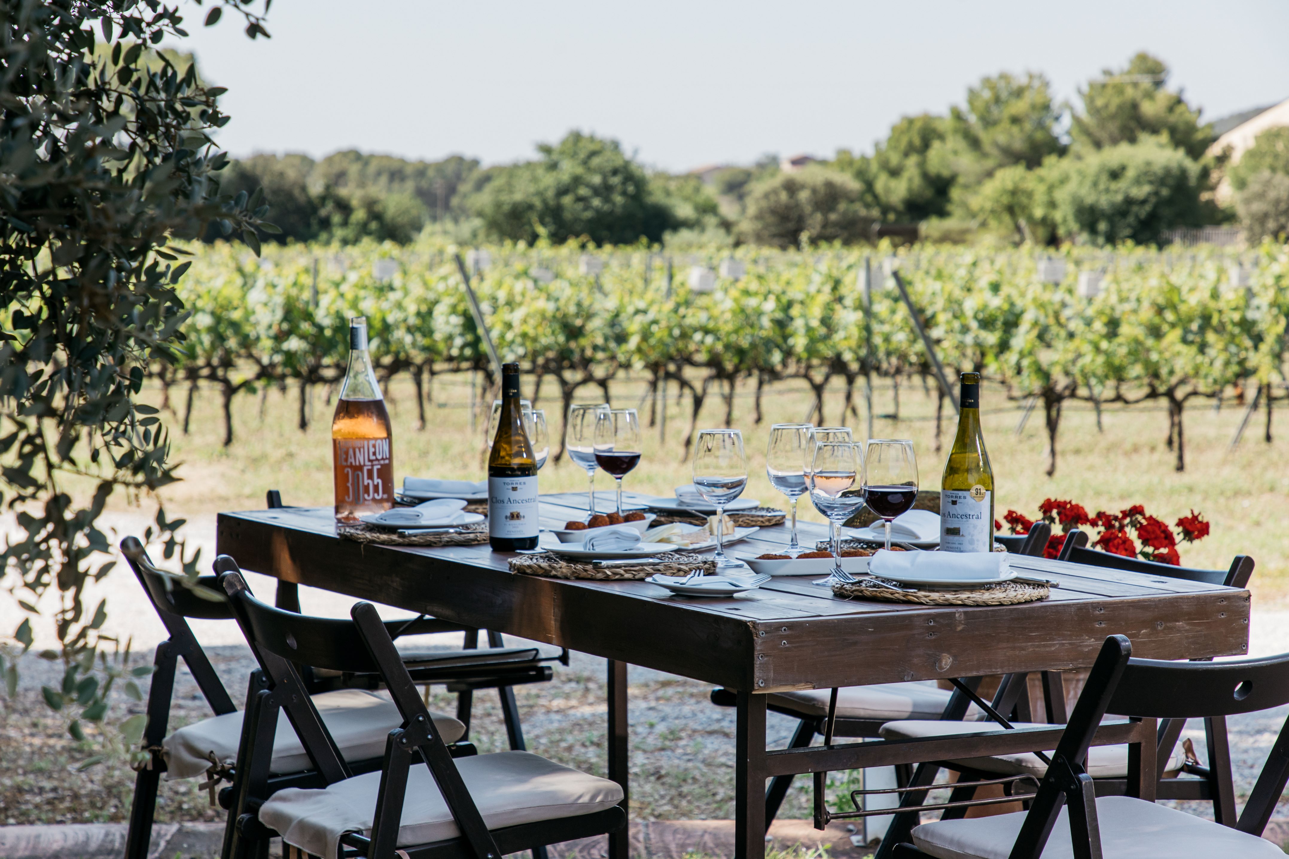 enoturismo vendimia El Celleret Penedès