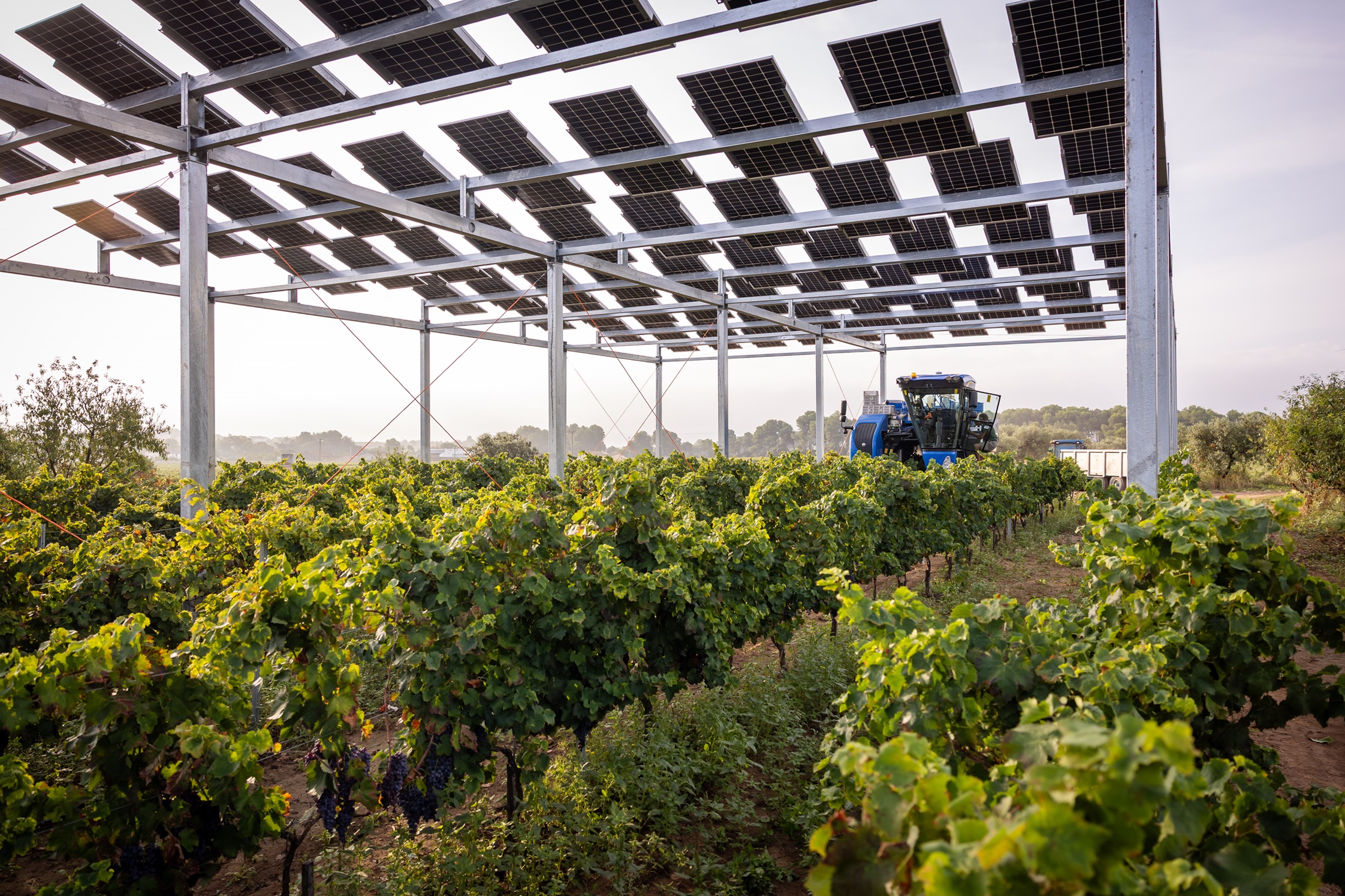 FamiliaTorresAgrovoltaica8