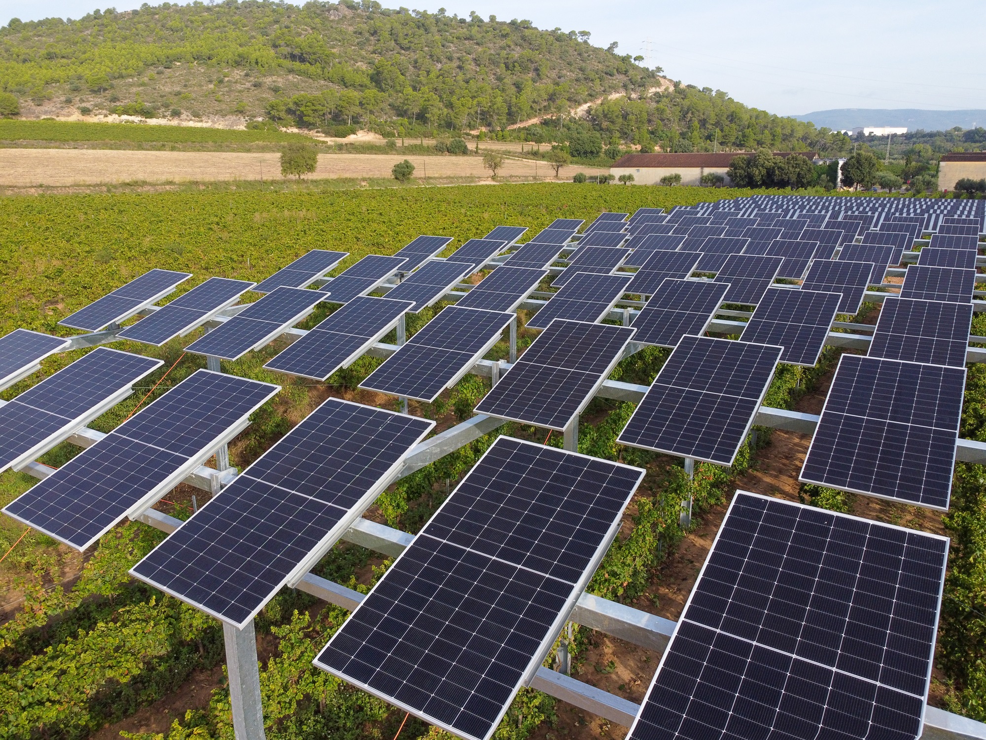 FamiliaTorresAgrovoltaica9