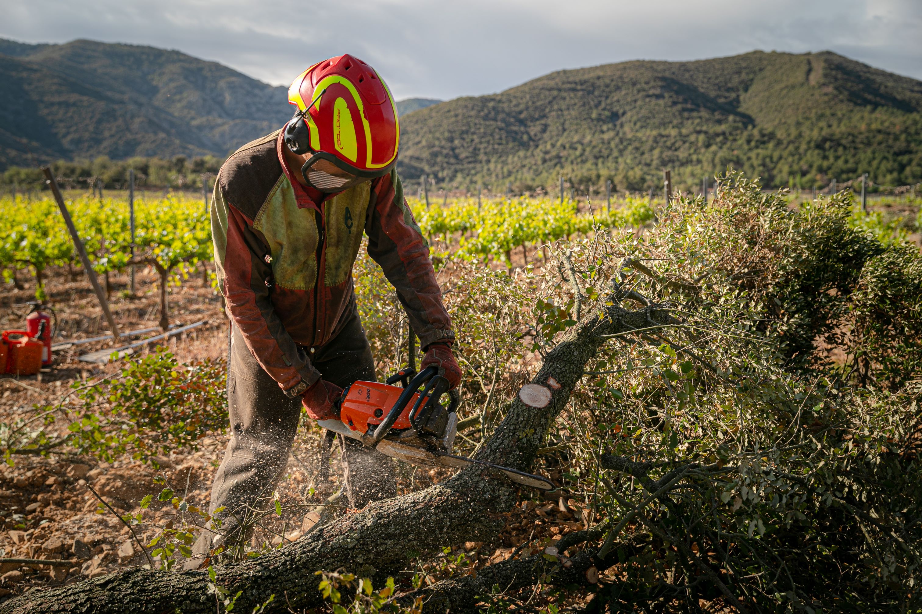 Família Torres-Gestió Forestal Conca de Barberà