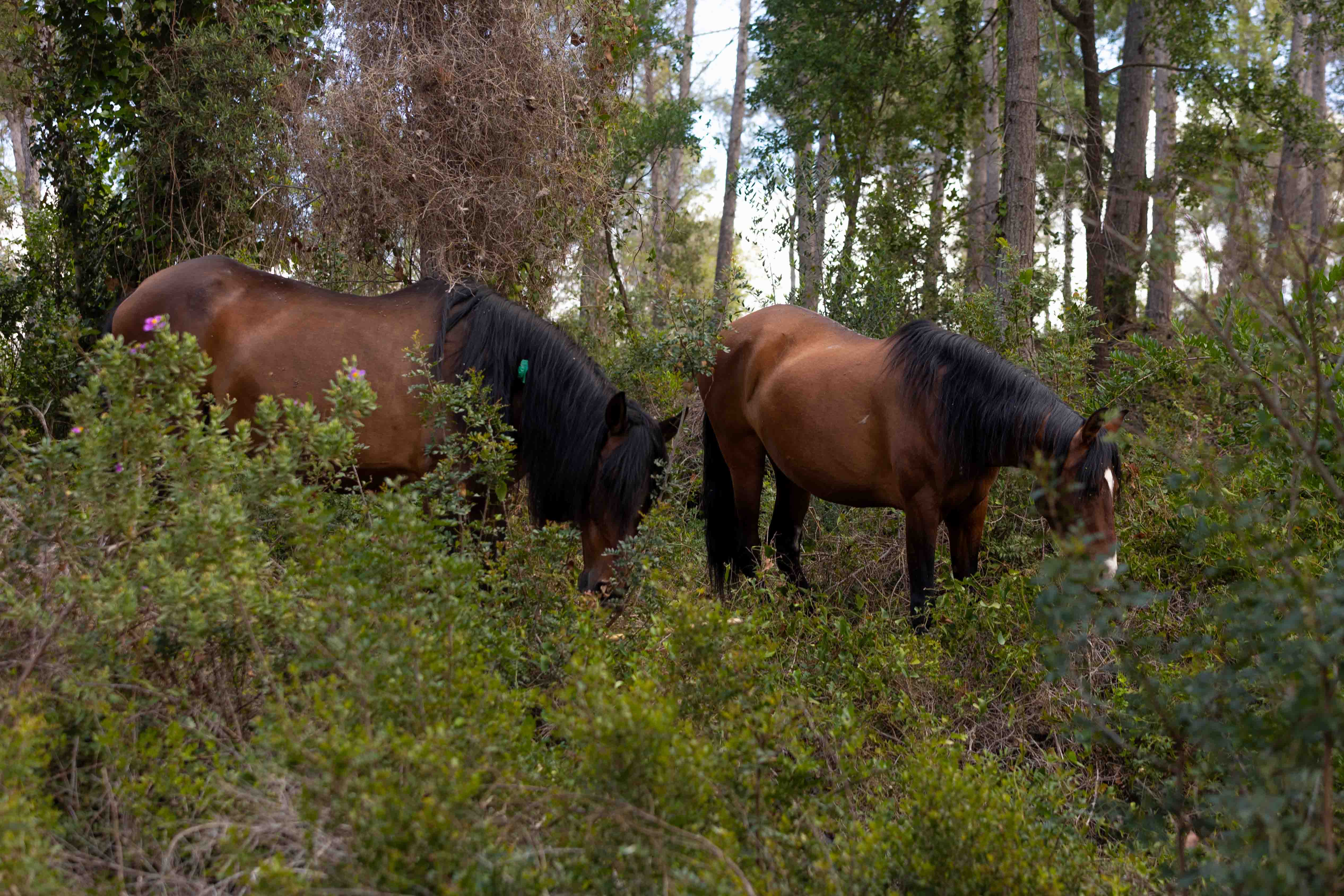 Familia Torres-Forest Horses