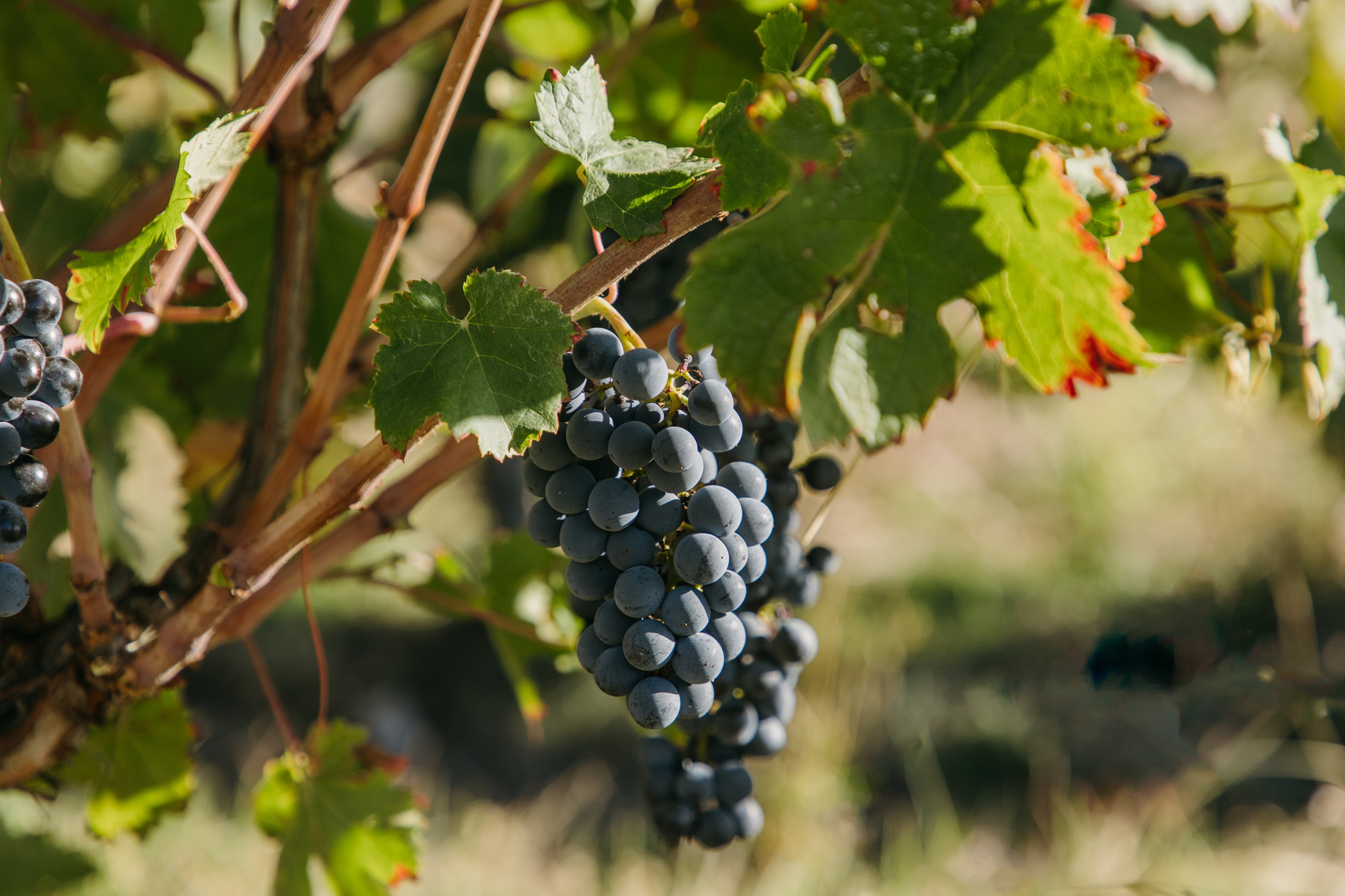 FAMILIA_TORRES-PireneTremp-6