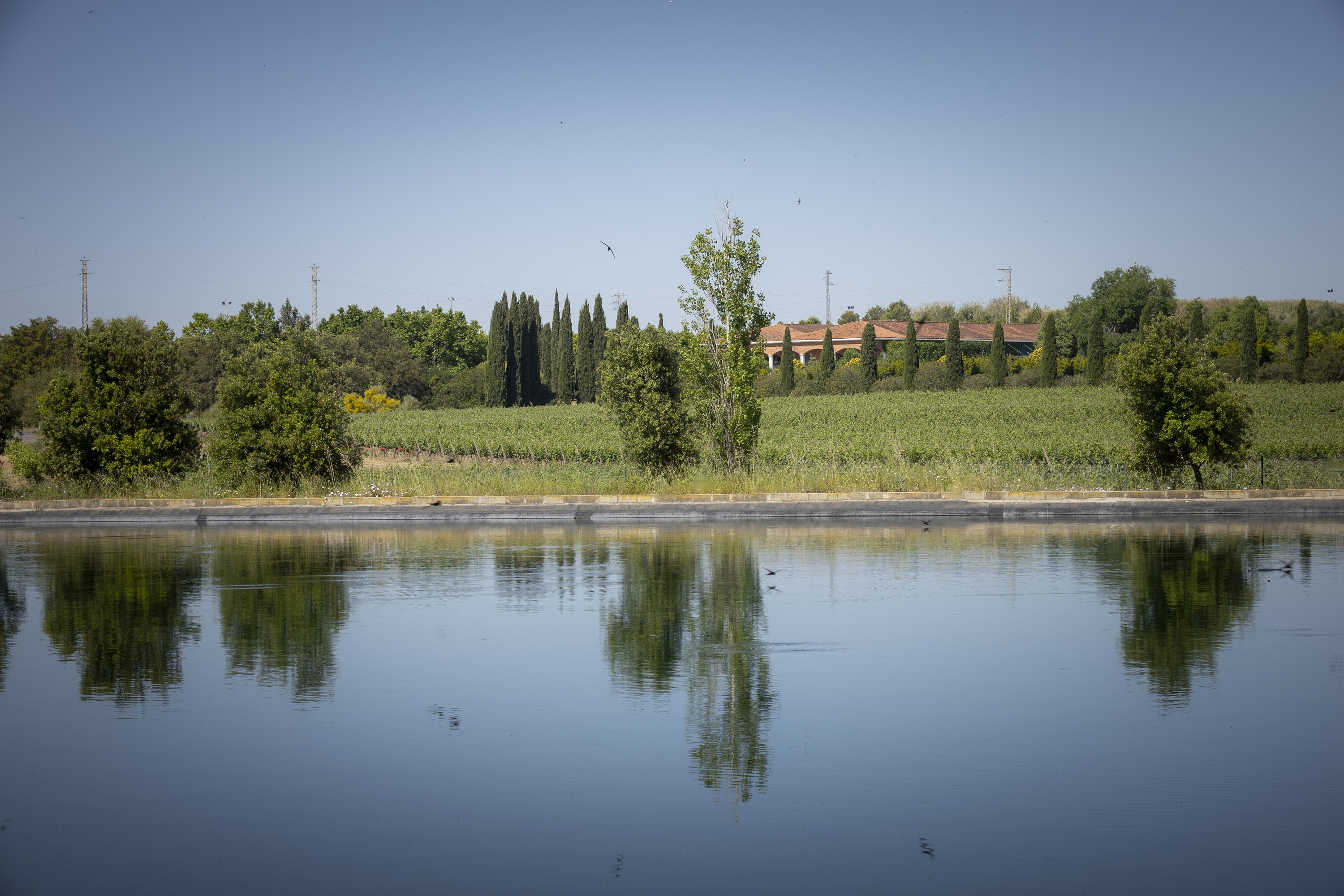 Balsa riego Mas La Plana