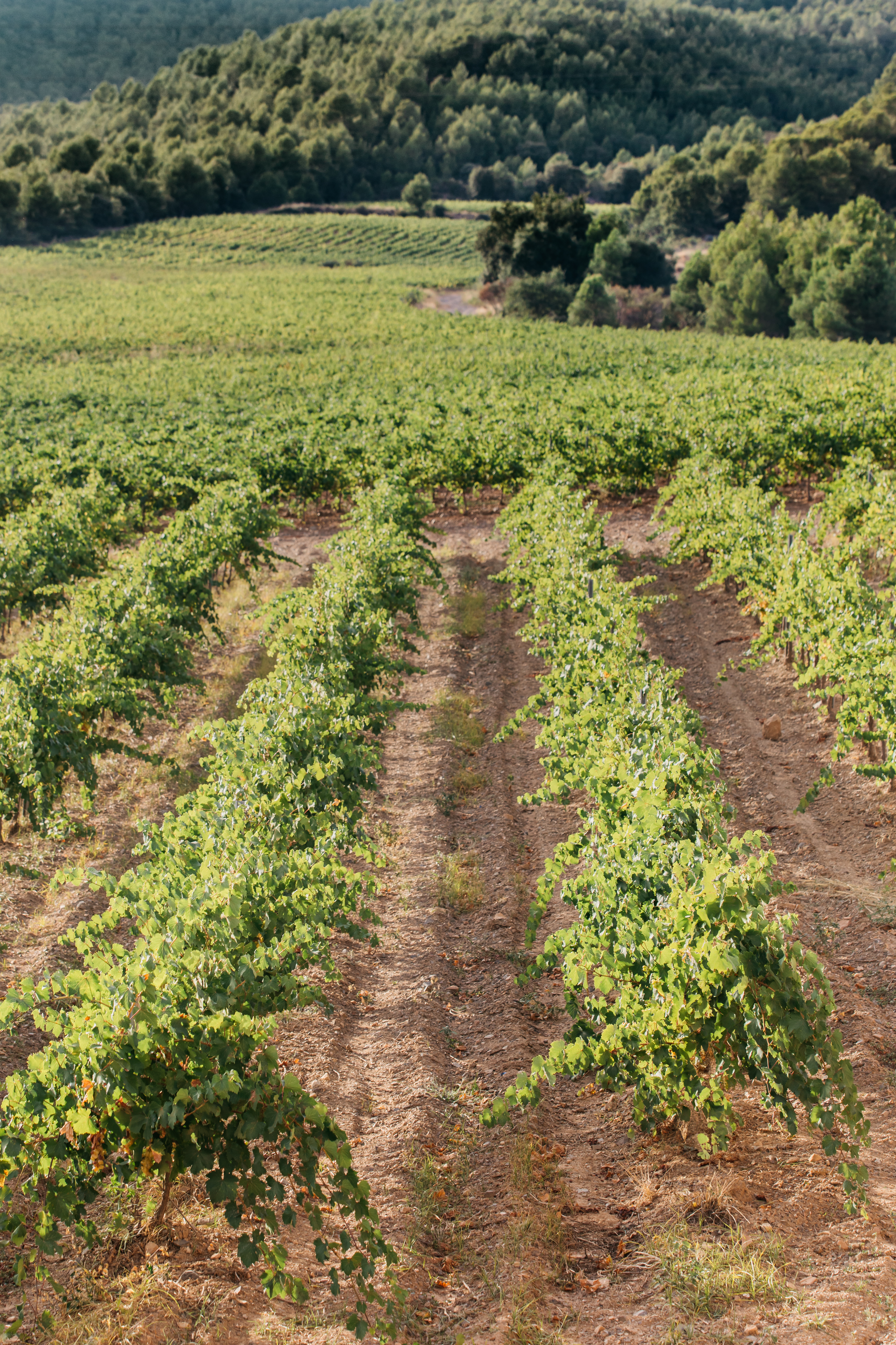 Viña Esmeralda Origen