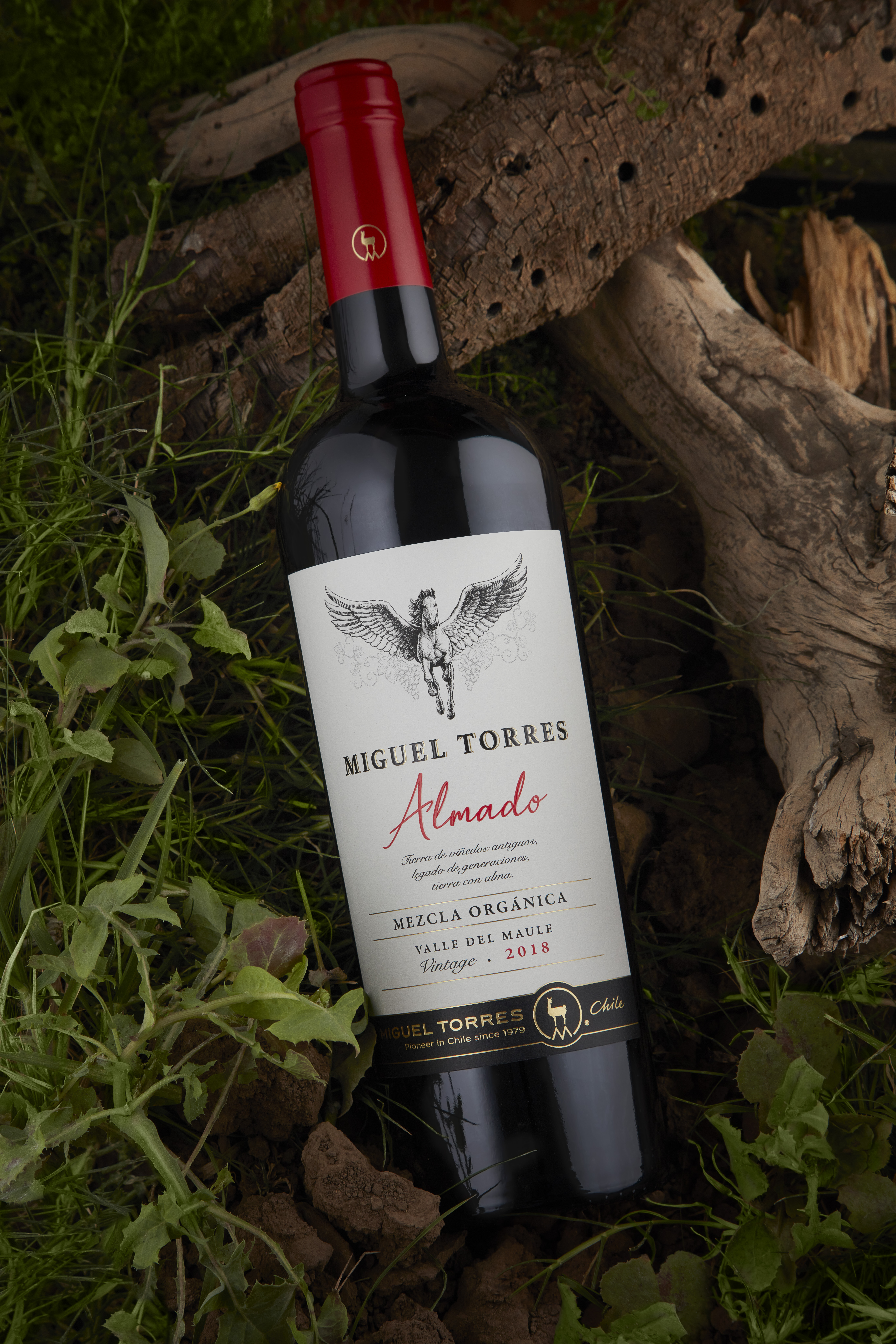 Almado Miguel Torres