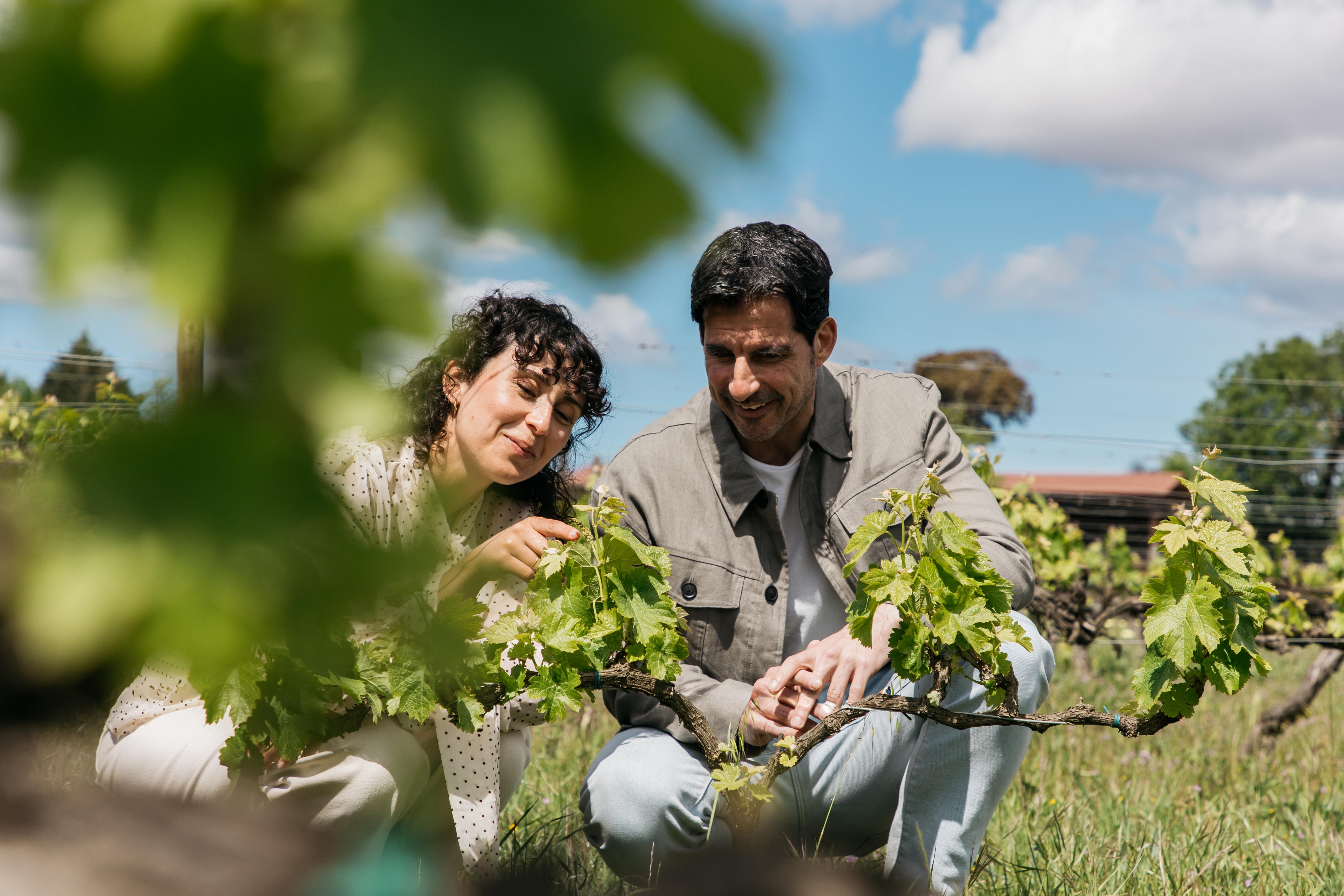 Vinya Família Torres