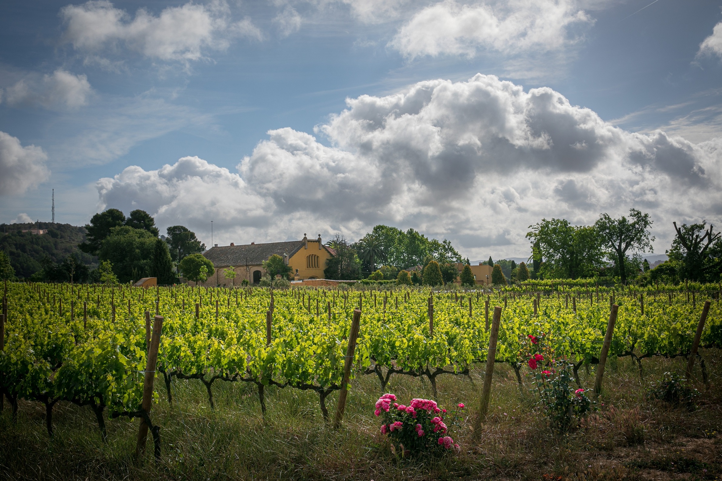 Viñedo Mas La Plana