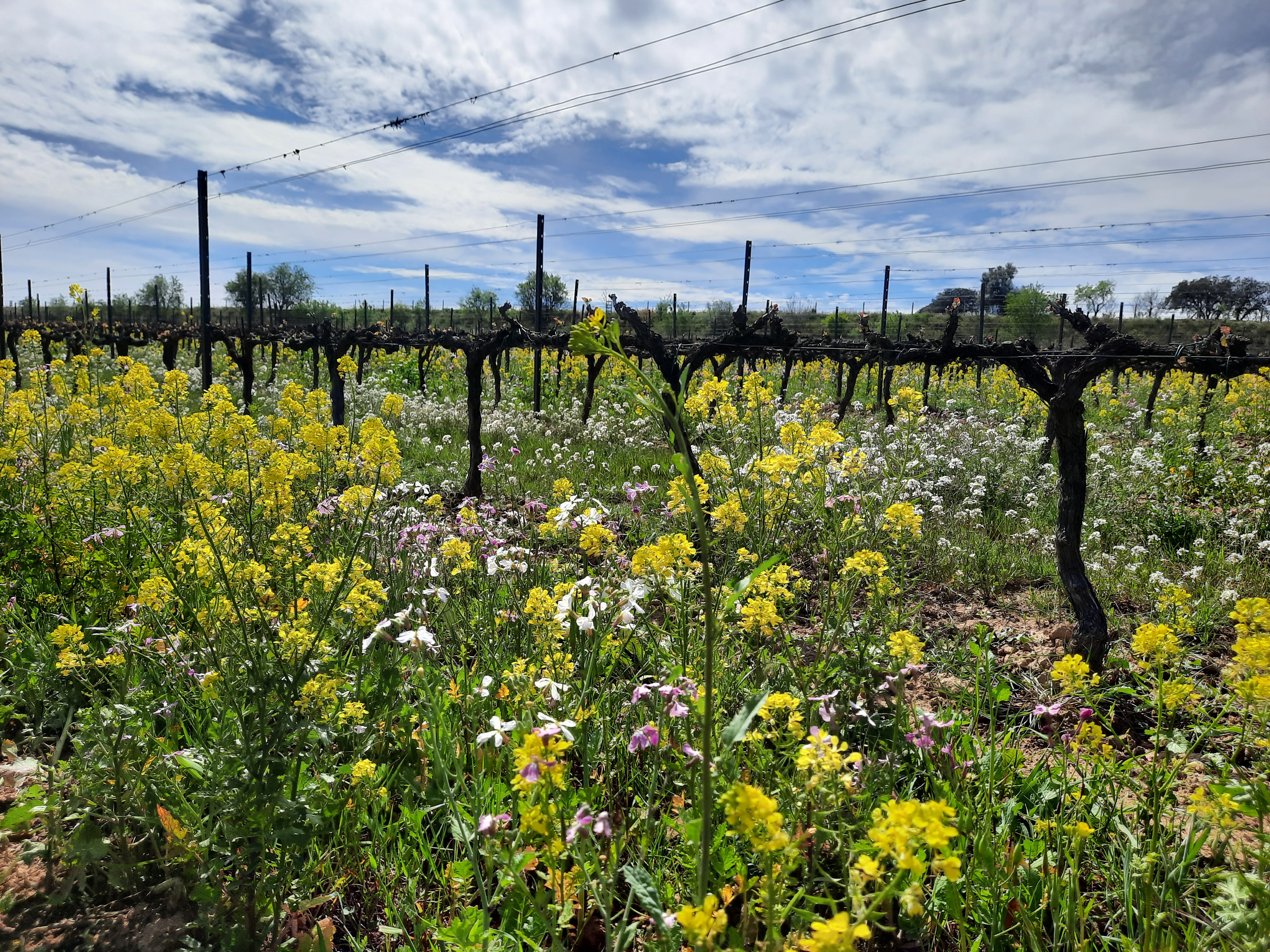 Finca Les Abelles, de Familia Torres