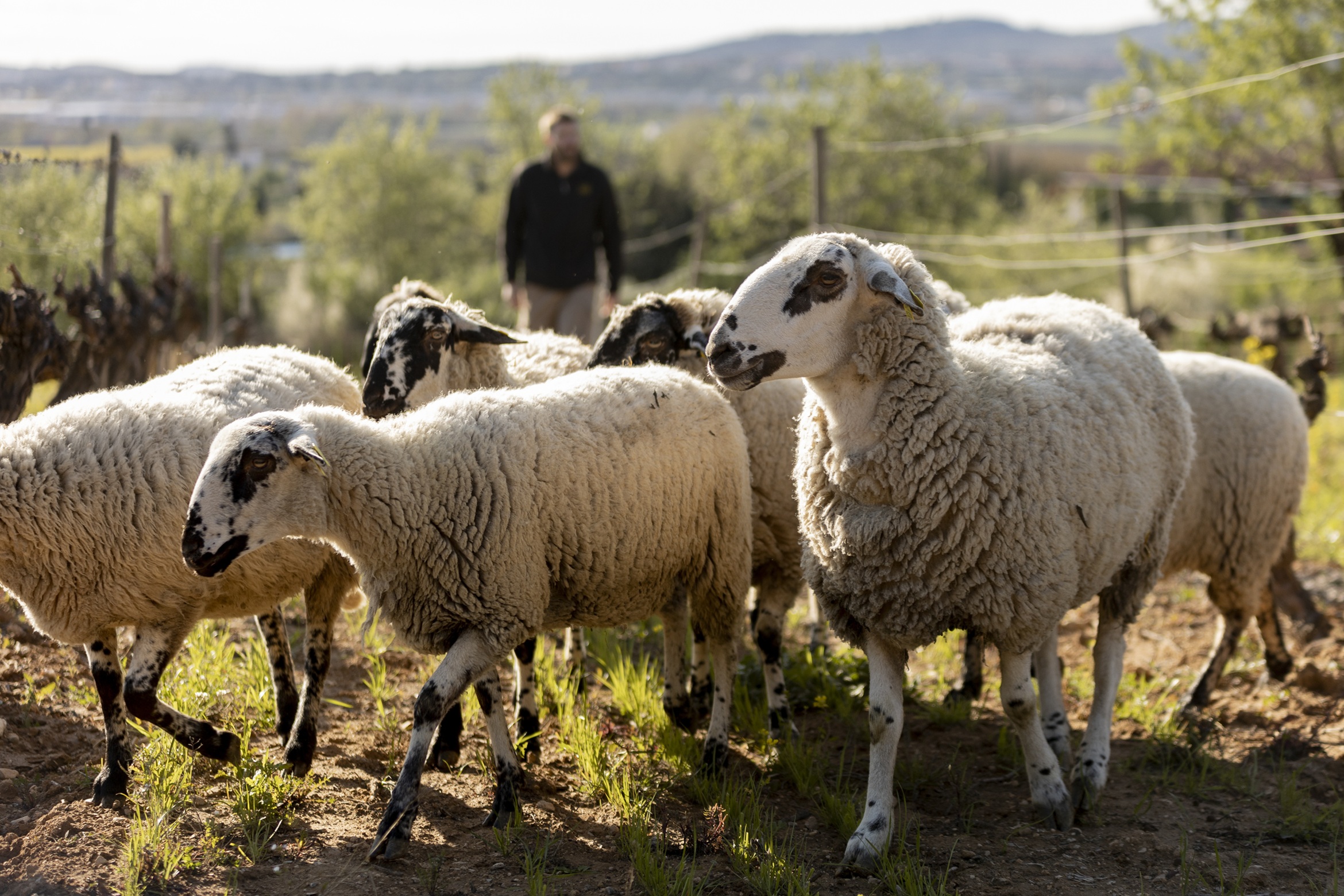 Ovejas de Familia Torres