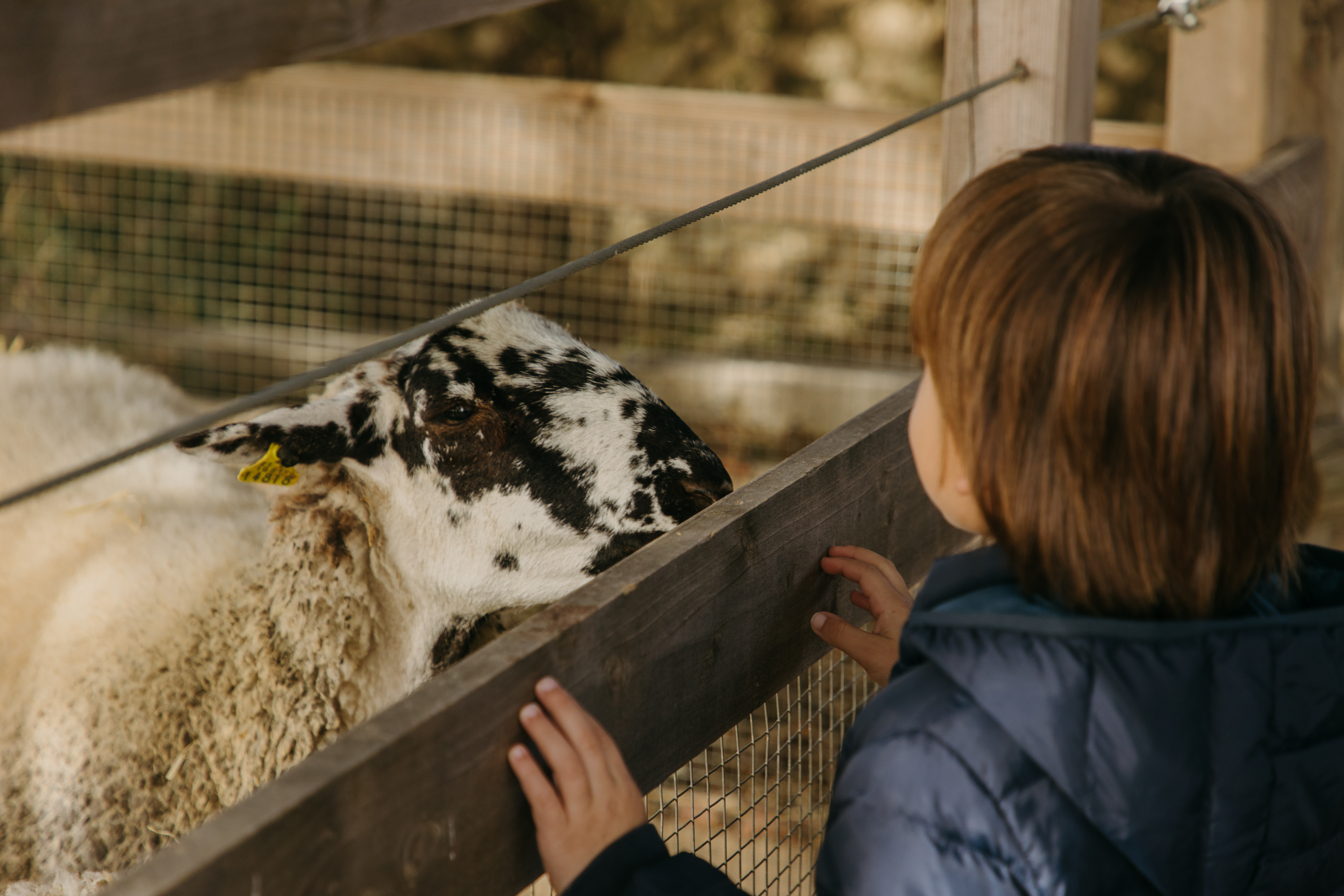 Ovelles Família Torres