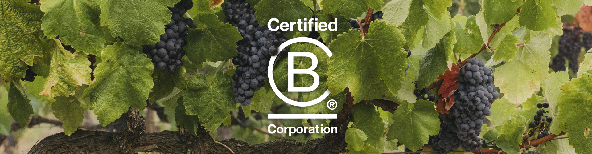 b Corp