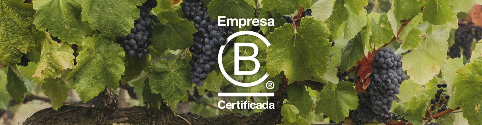 B Corp