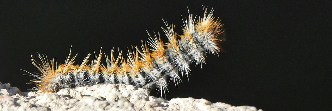 procesionaria