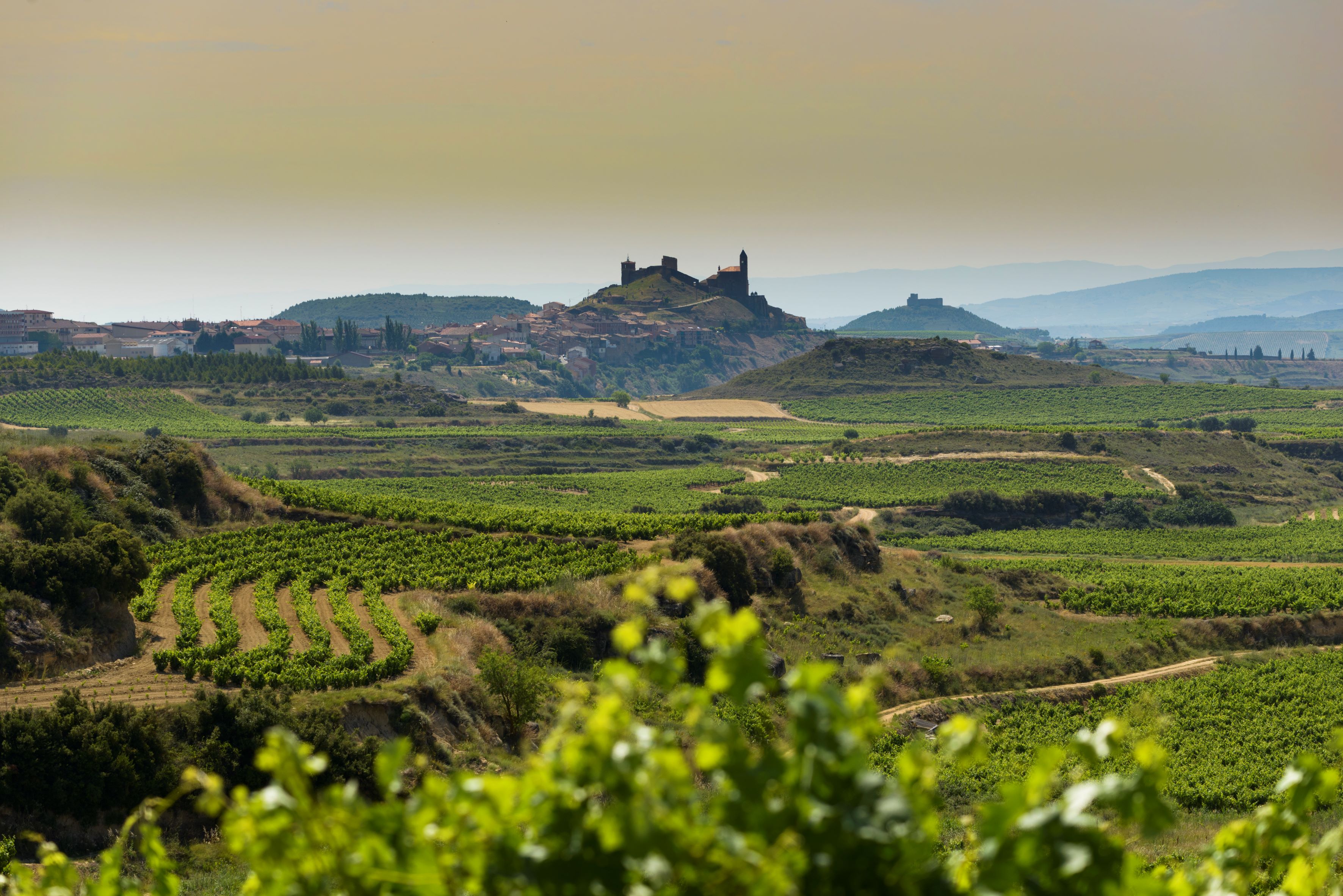 La Carbonera Rioja