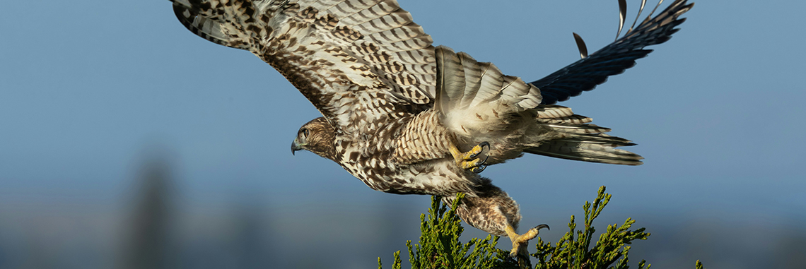 Águila culebrera