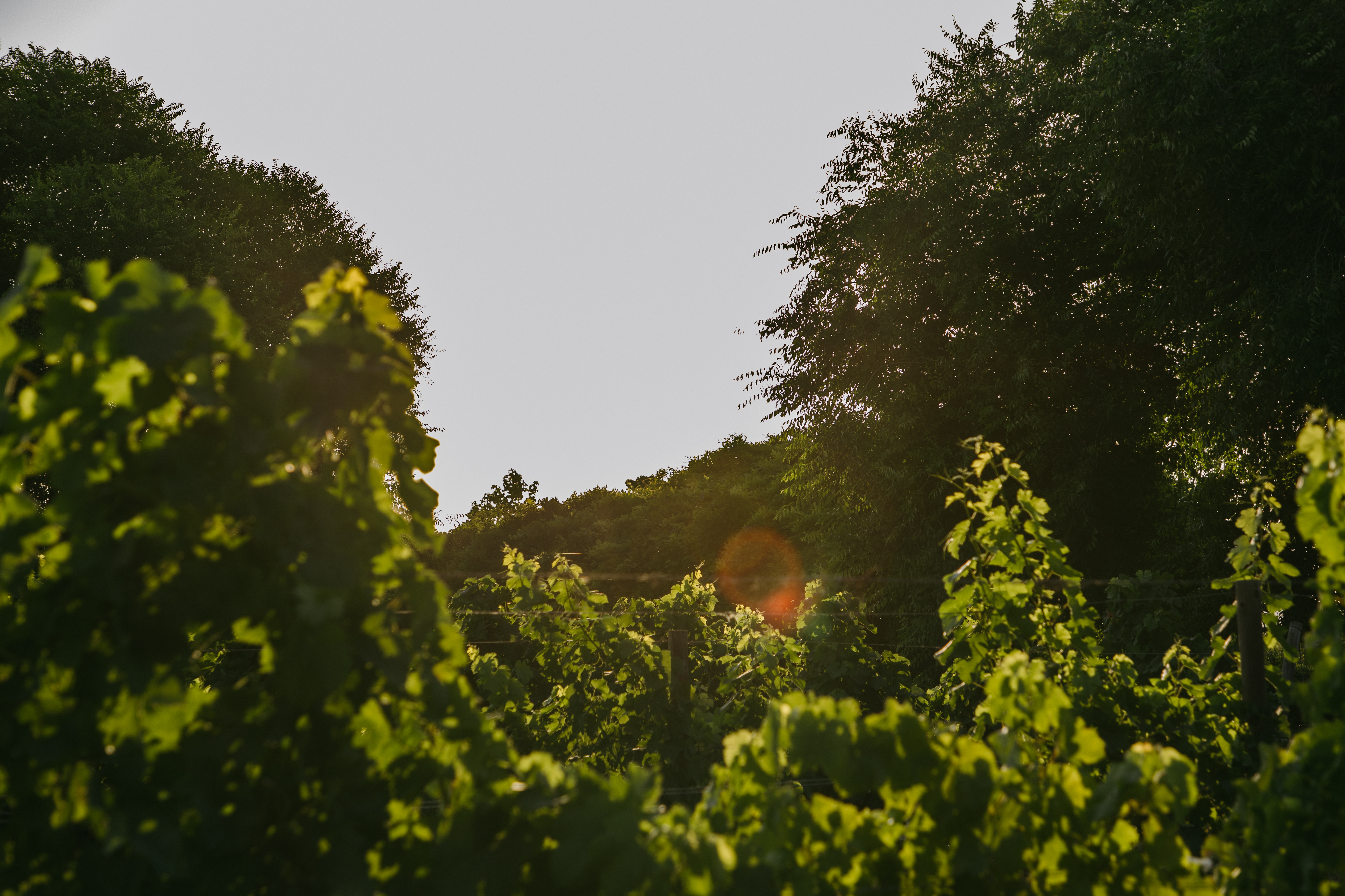 Celler Pacs