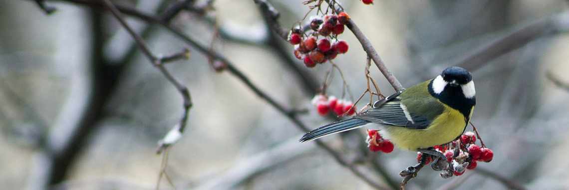 Serbal, el árbol de los pájaros 