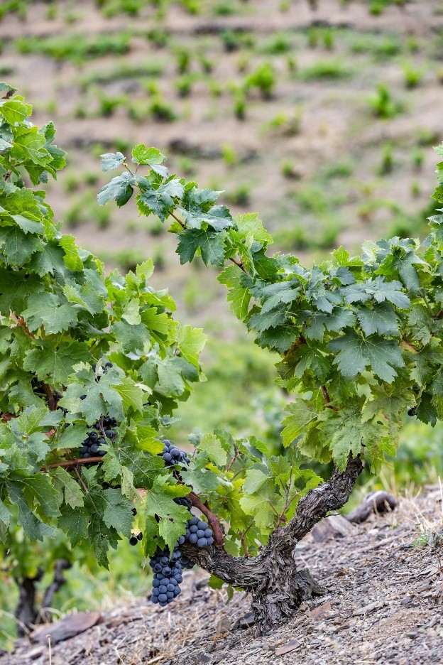 Cepa de más de 80 años, de garnacha tinta con la uva ya madura, en Mas de la Rosa (DOQ Priorat), propiedad de Familia Torres.