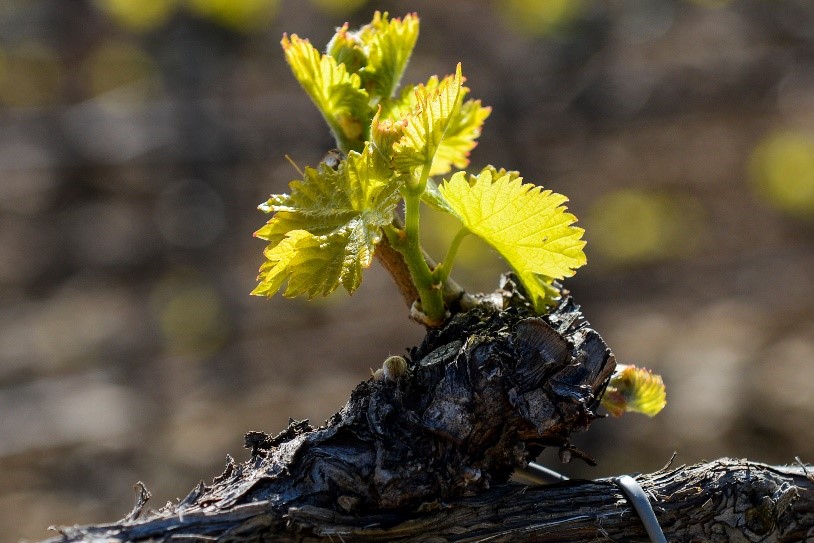 Cepa vieja de chardonnay en plena fase de floración, en la finca Milmanda (DO Conca de Barberà), propiedad de Familia Torres.