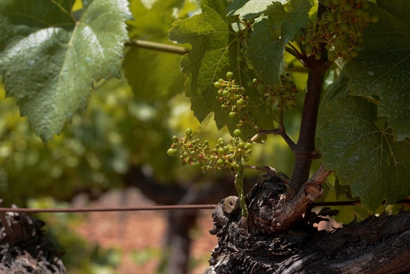 Detalle de floración en una cepa vieja de chardonnay, en la finca de Milmanda (DO Conca de Barberà), propiedad de Familia Torres.