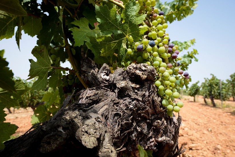 Cepa vieja de cabernet sauvignon en pleno envero, en la finca Mas La Plana (DO Penedès), propiedad de Familia Torres.
