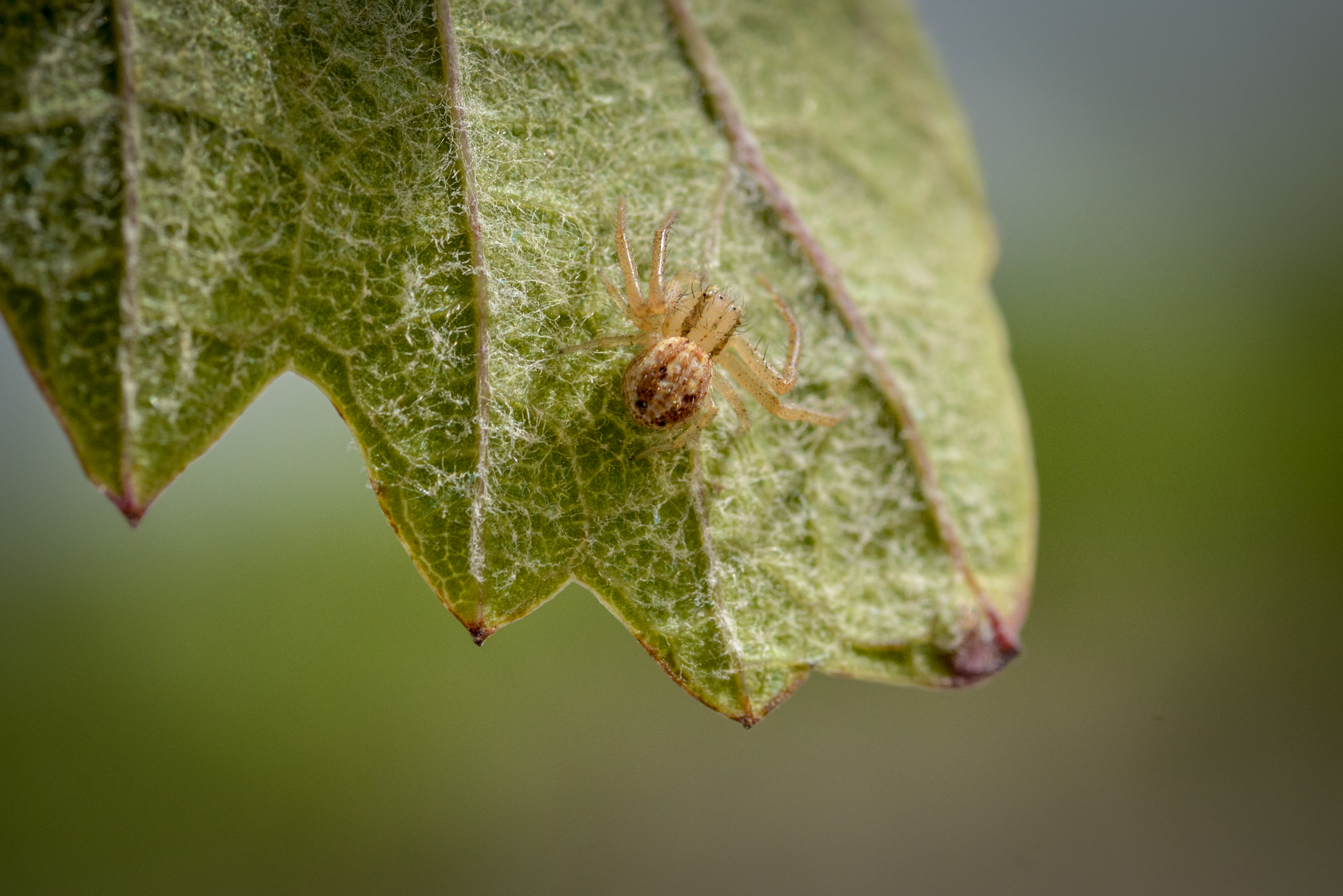 Araña en el reverso de una hoja de cepa 