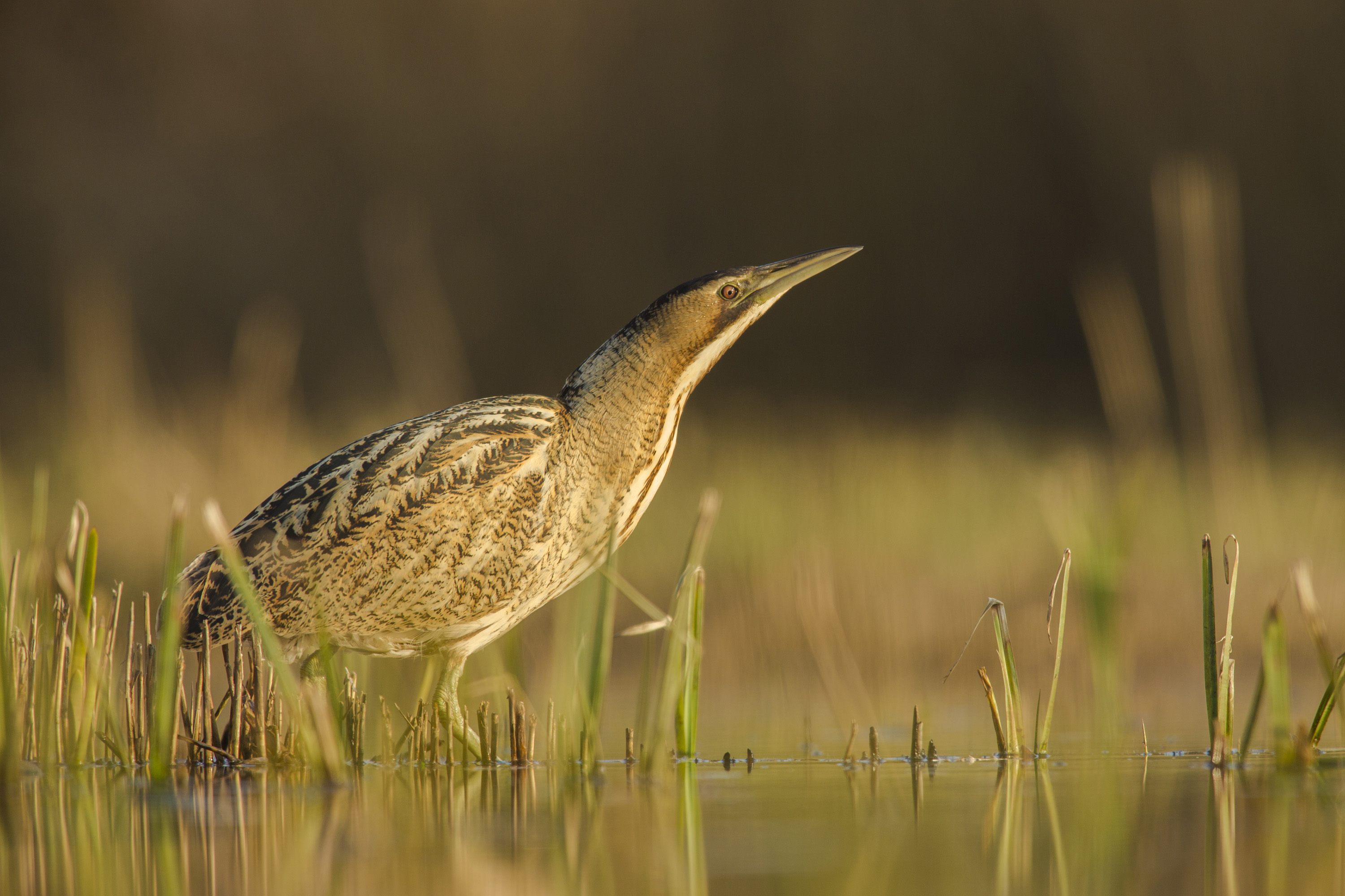 Especie de Avetoro, en su hábitat natural. Fuente: SEO Birdlife Jamie Hall – Shutterstock