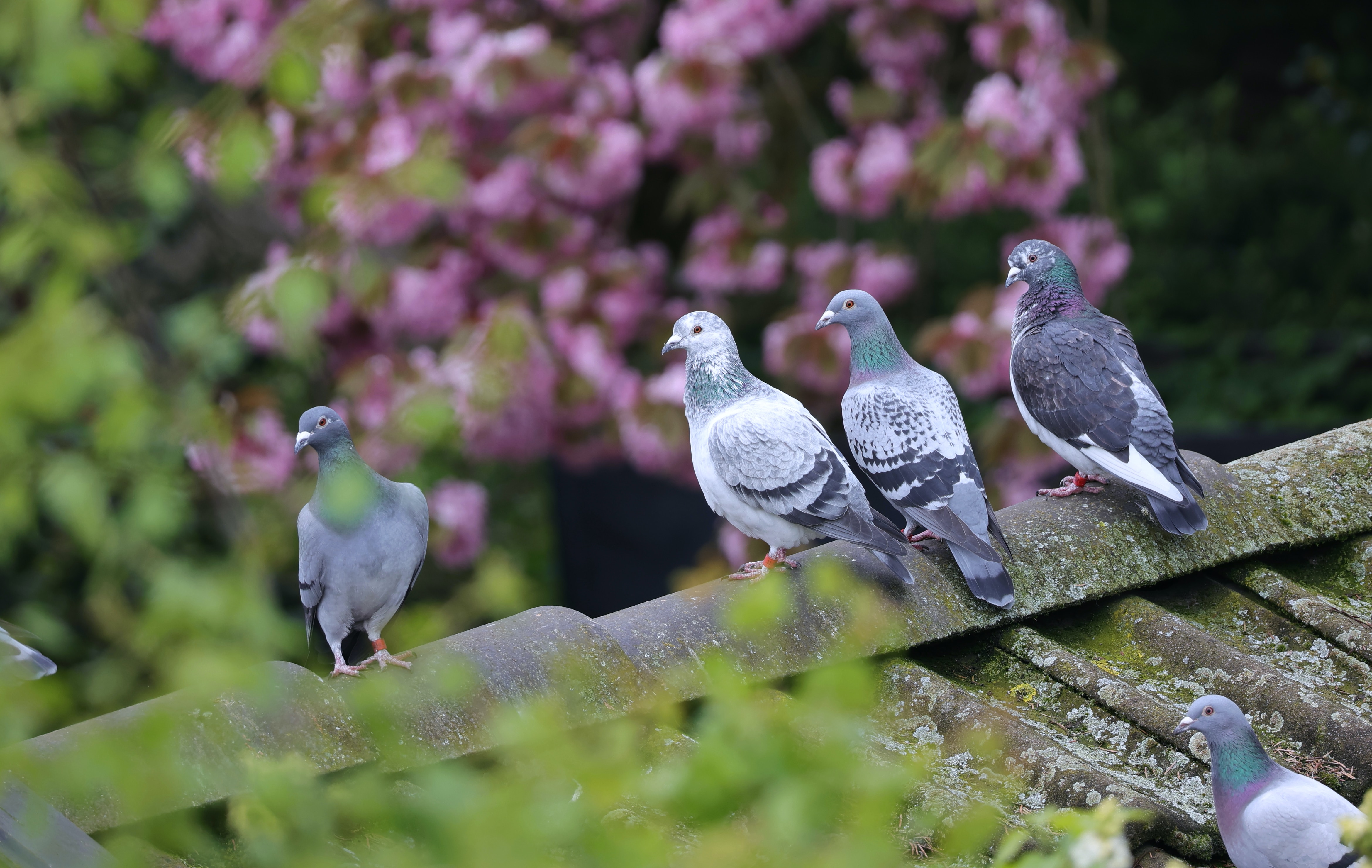 Ejemplares de palomas bravías sobre de un tejado.