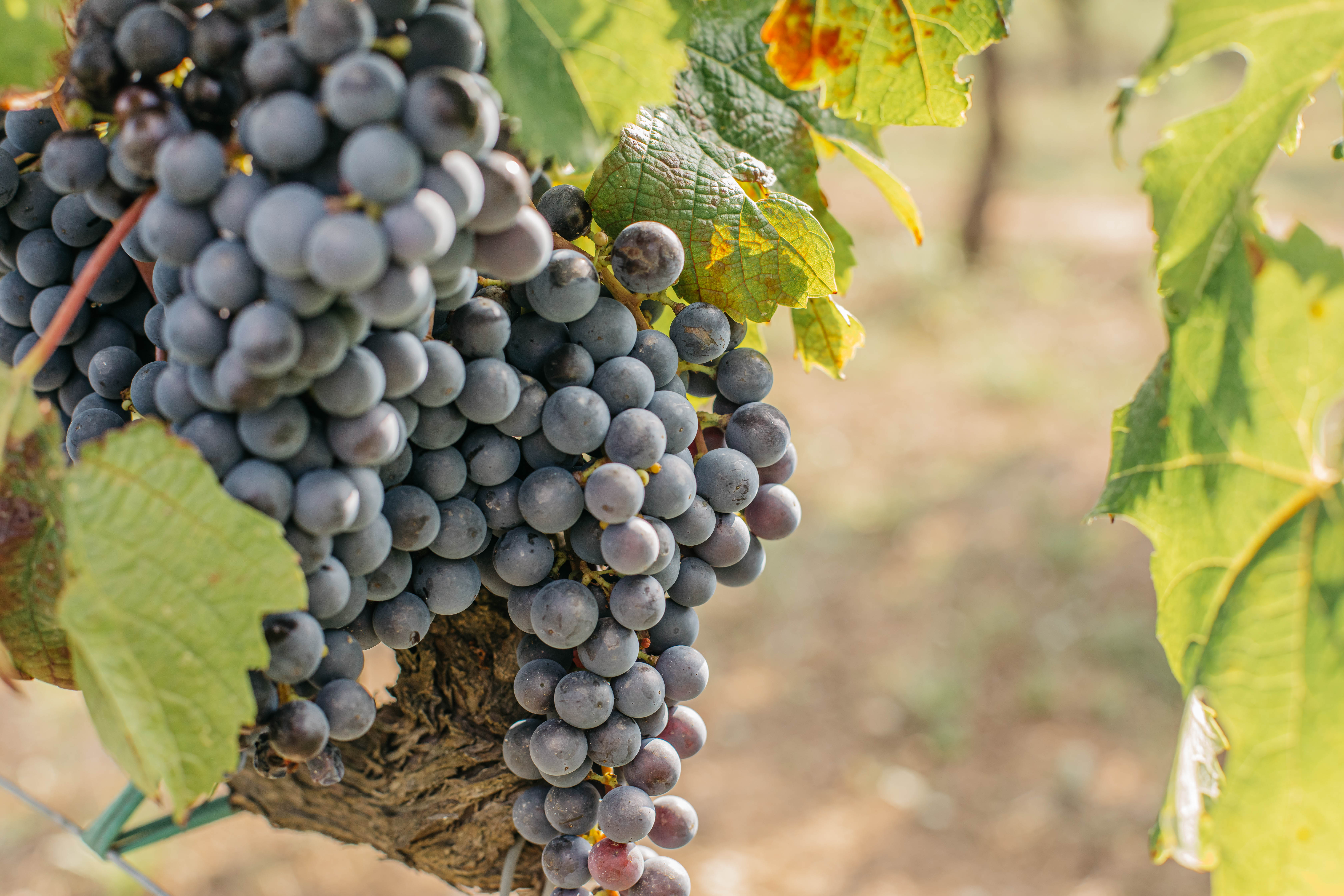 Cepa de cabernet sauvgnon en la DO Penedès, propiedad de Familia Torres