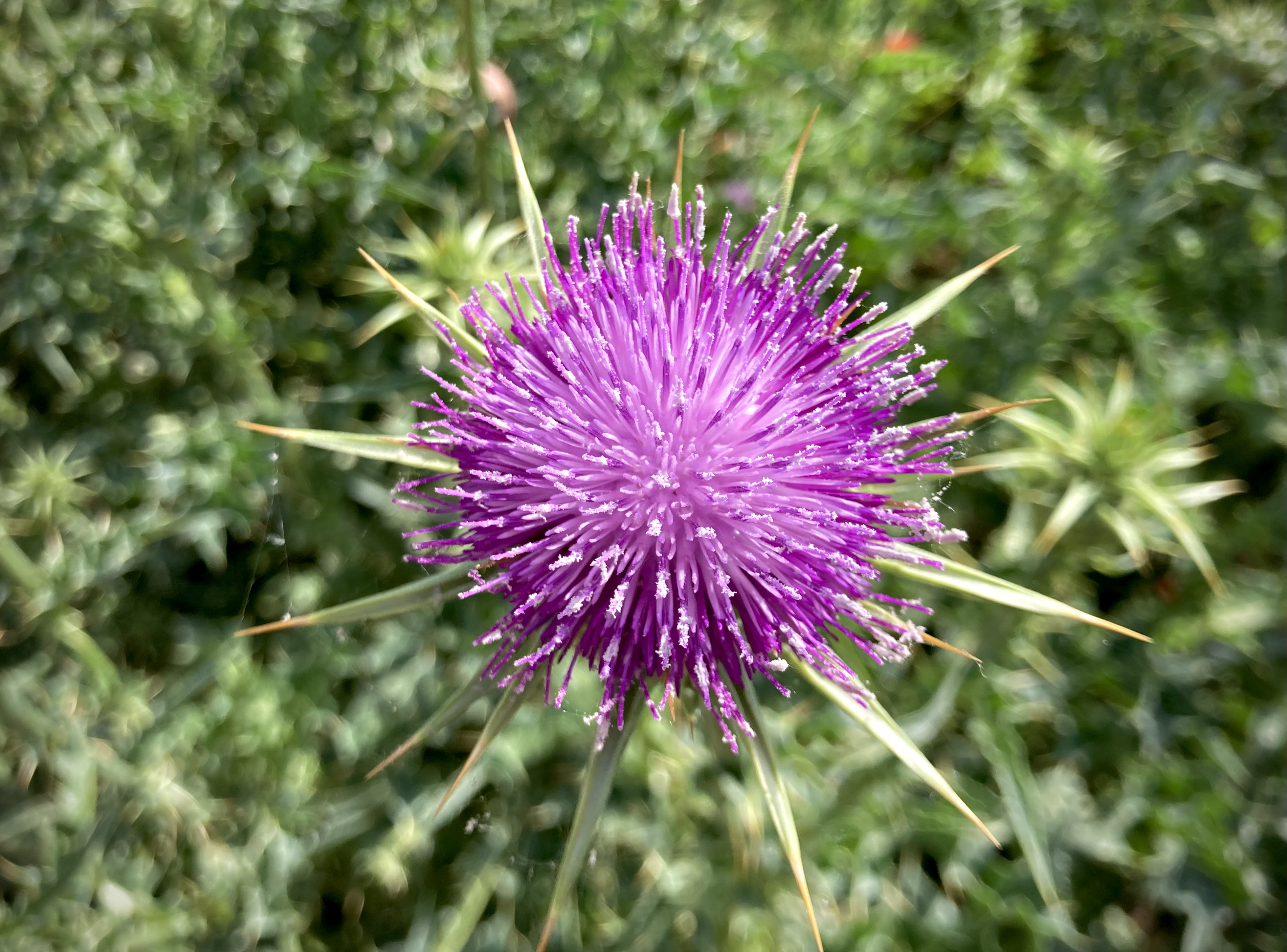 cardo